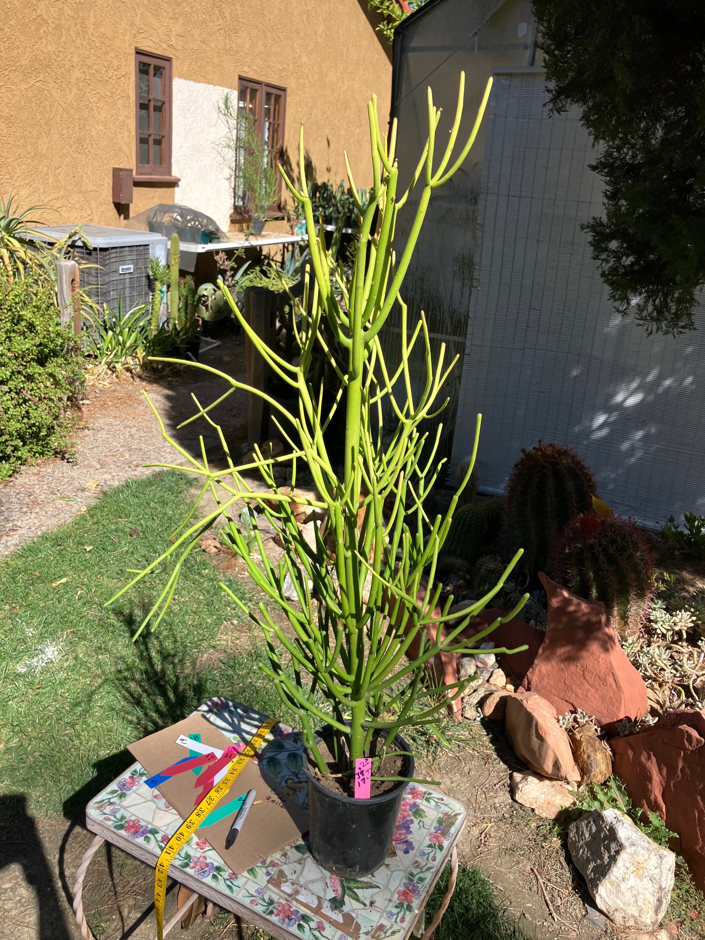 Euphorbia tirucalli Pencil Cactus/Succulent 37"Tall 17"Wide #2P