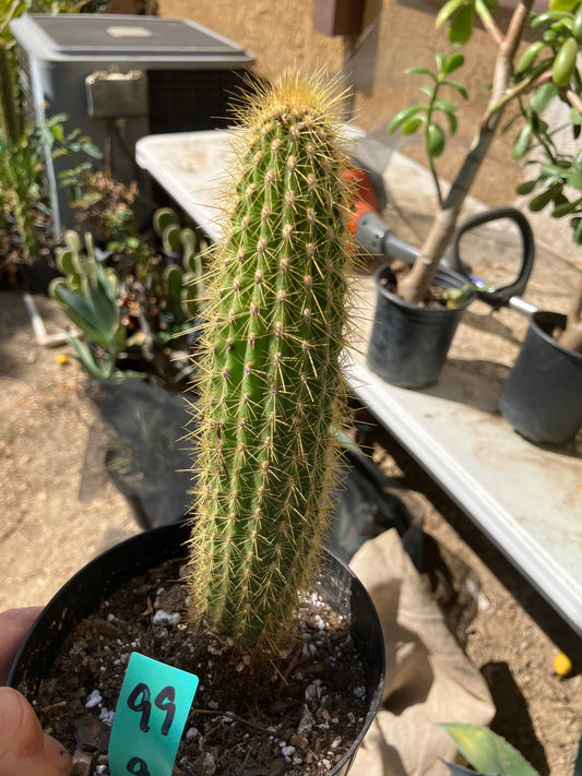 Cleistocactus hyalacanthus Cactus Columnar 9"Tall #99G