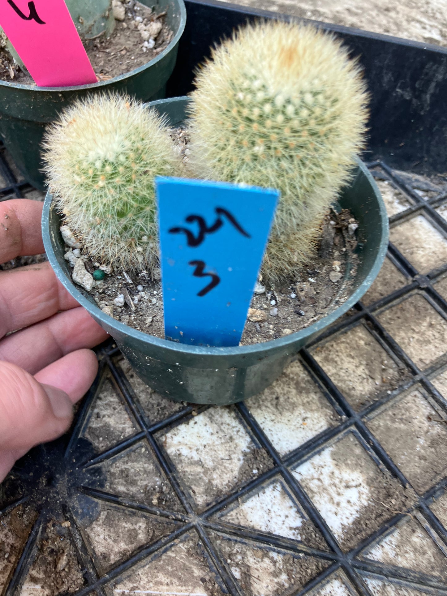 Notocactus Parodia scopa Silver Ball/Snowball Cactus 3" Tall #221B