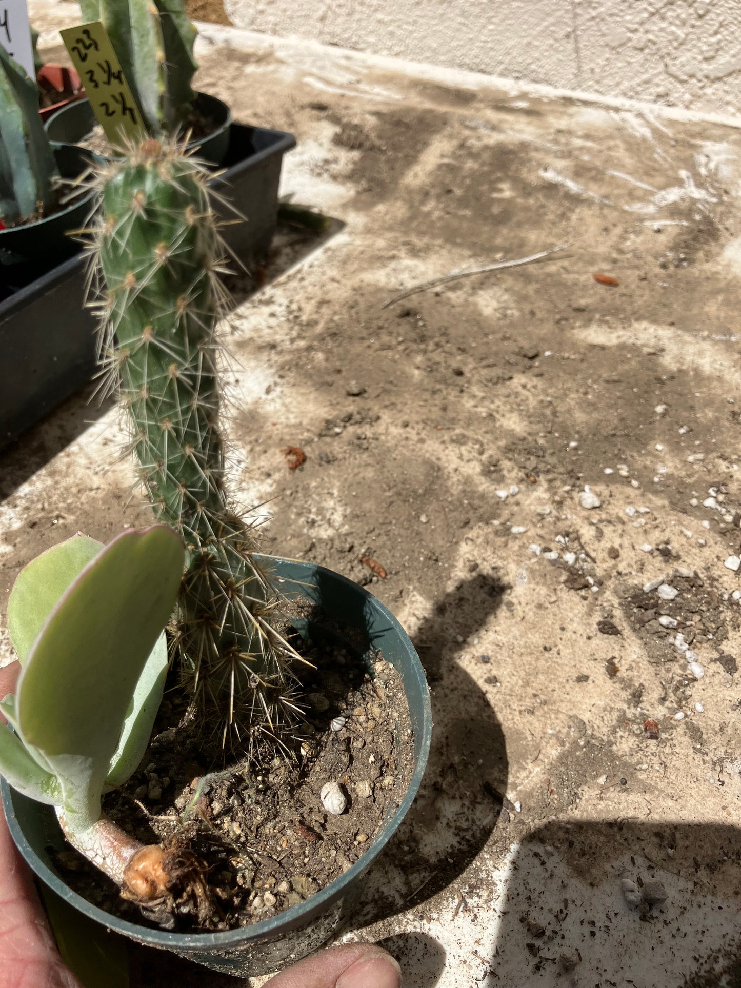 Cholla Cylindropuntia  Buckhorn 5”T #7Y