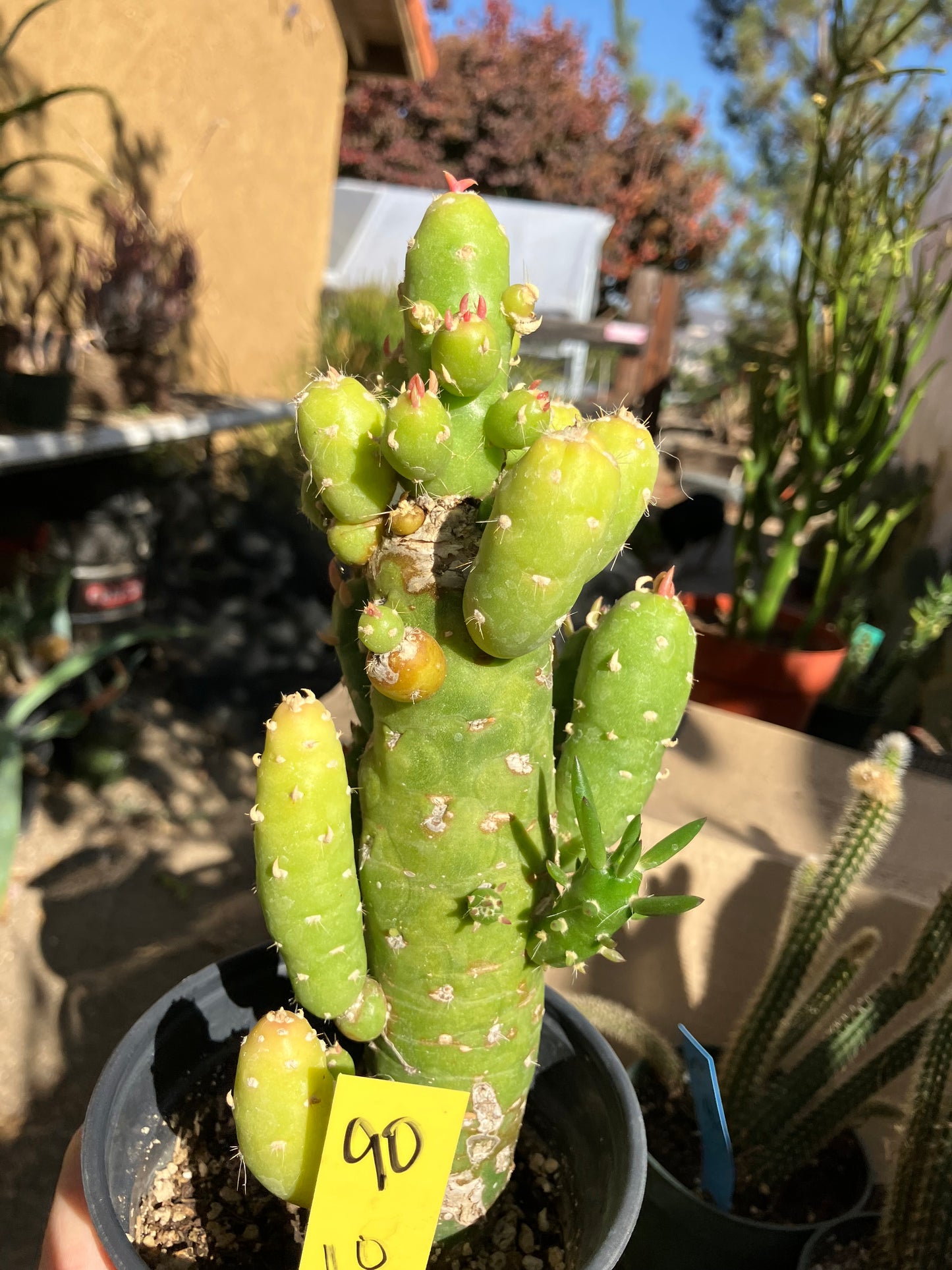 Austrocylindropuntia Cactus Gumbi Mini Eve's Needle 10"Tall #90Y