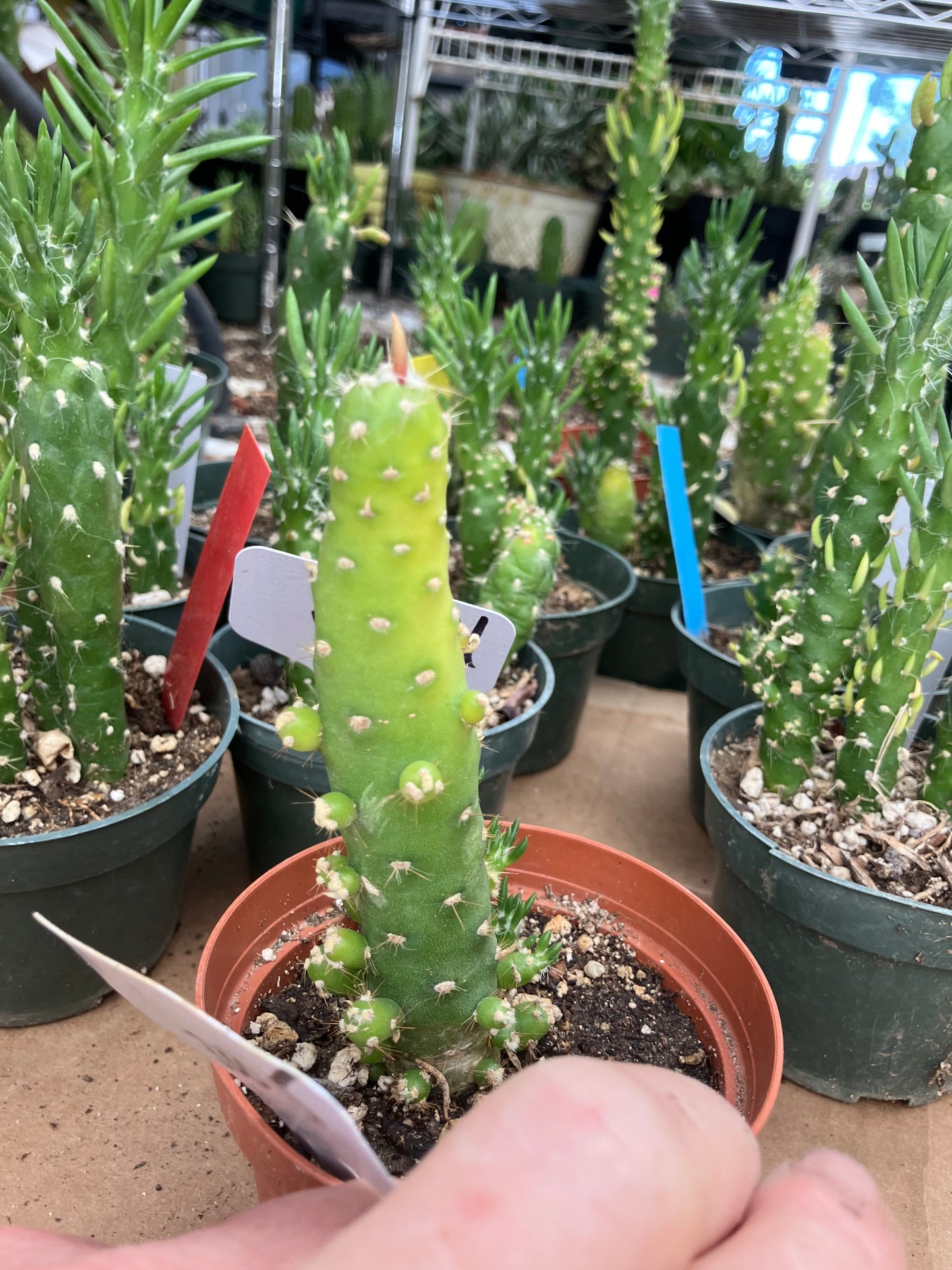 Austrocylindropuntia Cactus Gumbi Mini Eve's Needle 5"Tall #300W