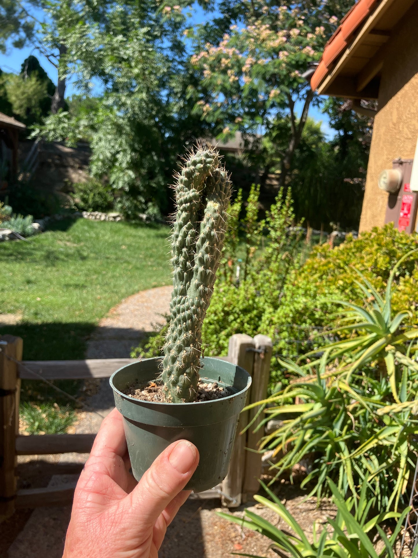 Cylindropuntia fulgida Cholla Boxing Glove Cactus Crest 7.5"Tall #57P