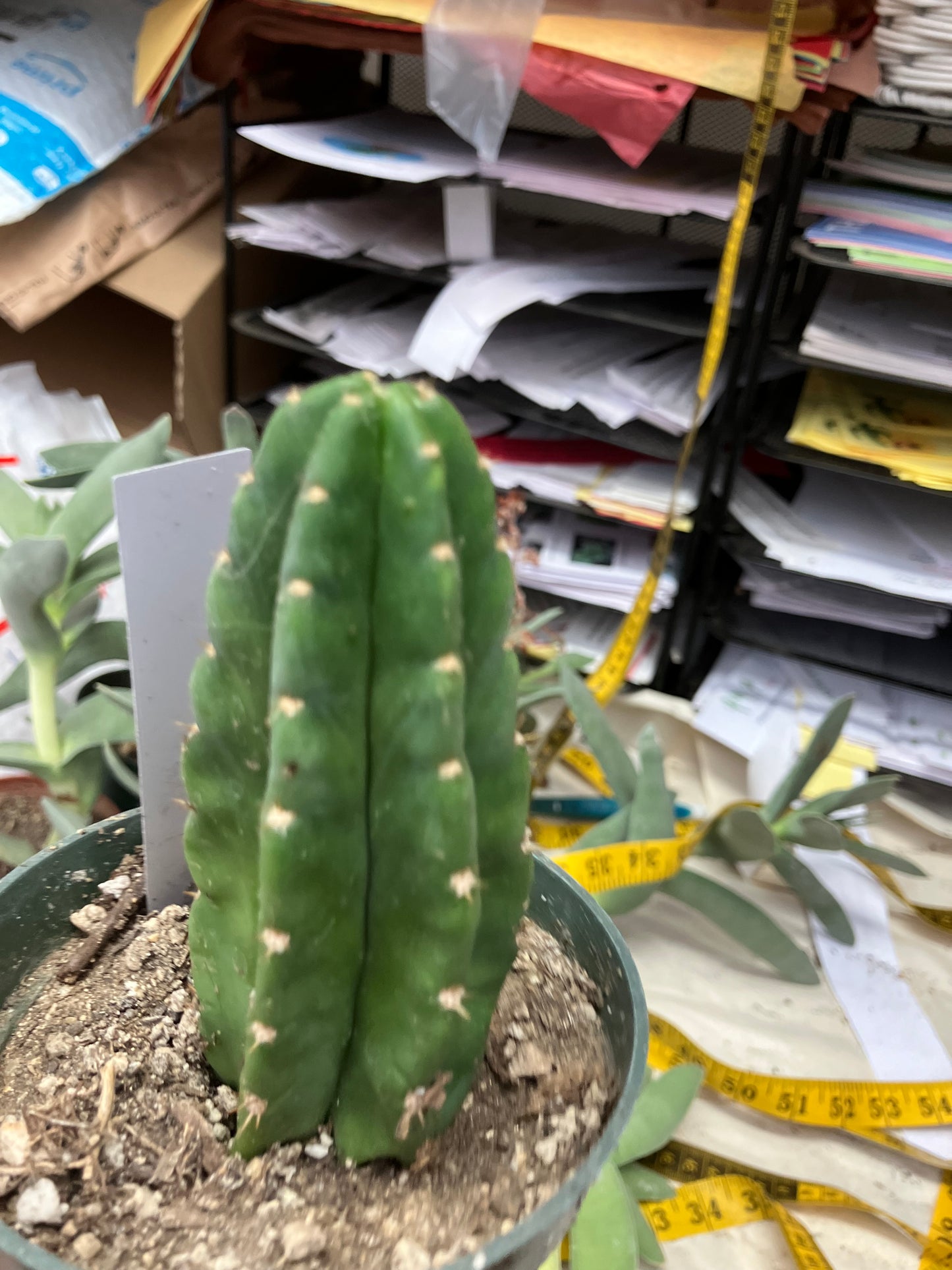 San Pedro Cactus  Trichocereus pachanoi 4"Tall #3W