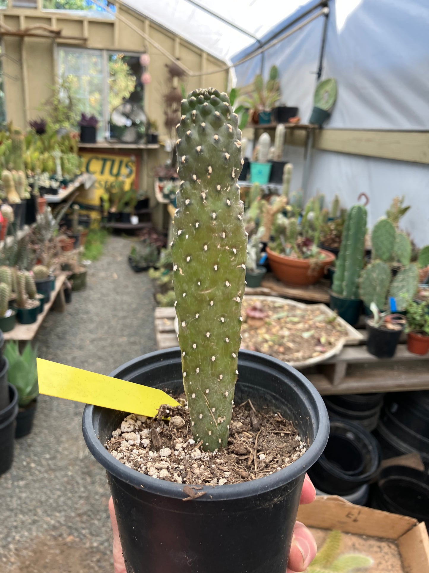 Opuntia Consolea rubescens Road Kill Roadkill Cactus 6.5”Tall This Plant #64Y