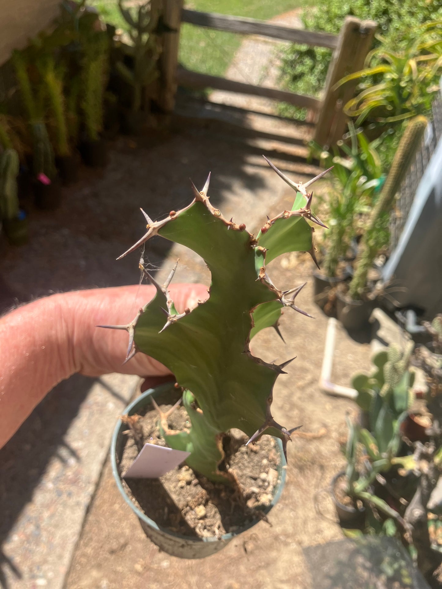 Euphorbia pseudocactus Zig Zag 8”Tall #81W