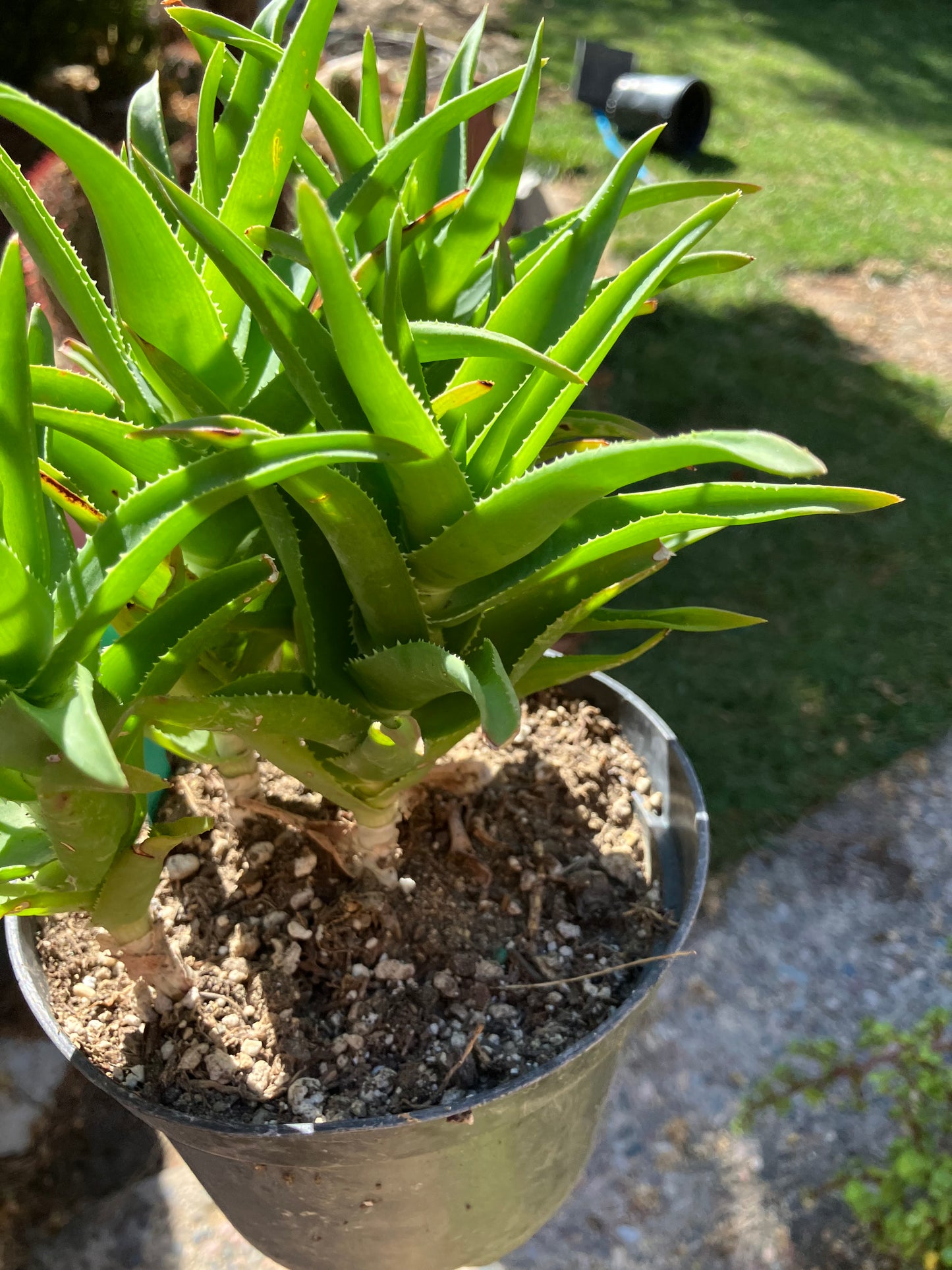 Aloe Ciliaris x Delaeti Hybrid Climbing Succulent 7”Tall 7"Wide #77G