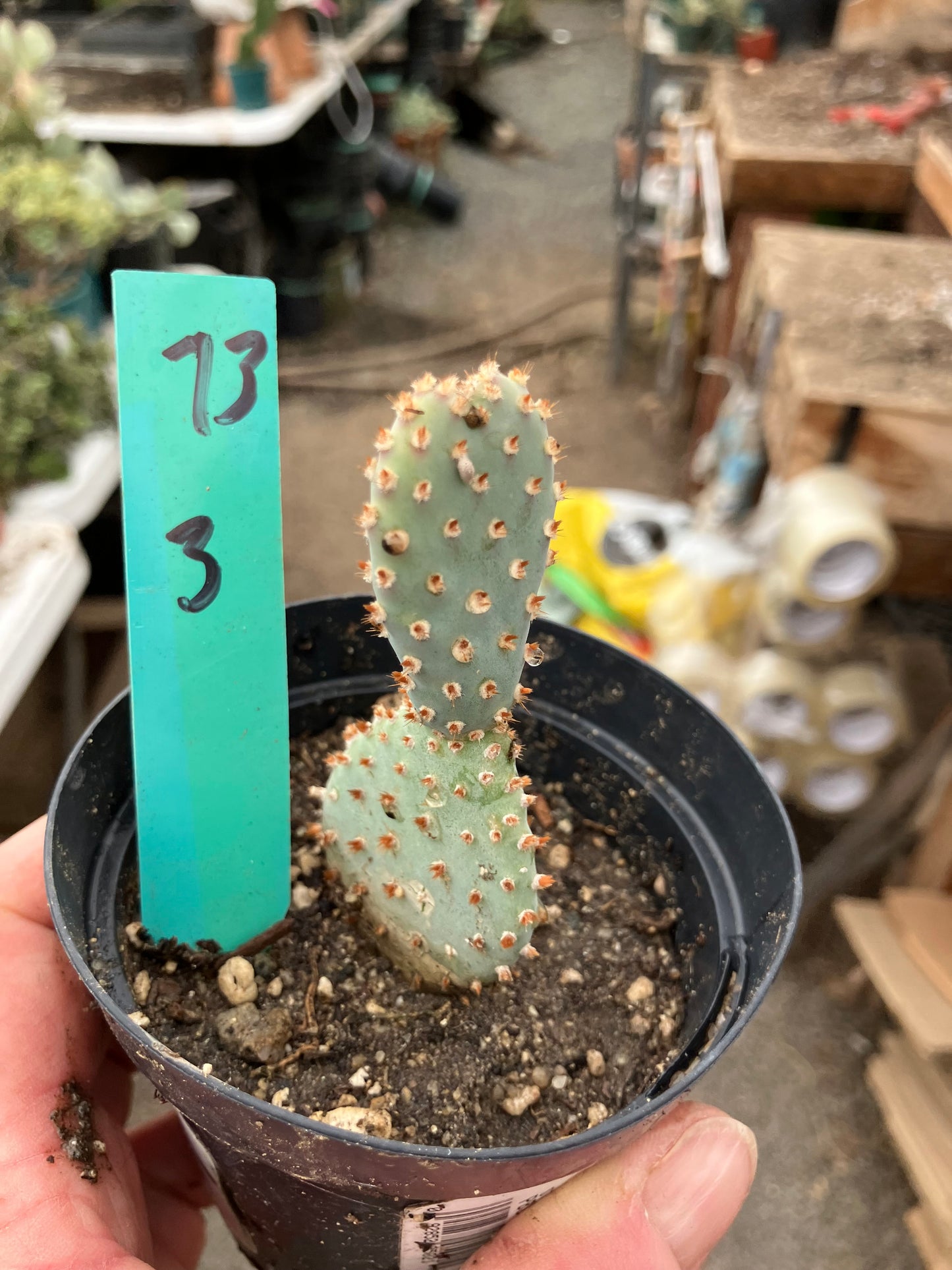 Opuntia Basilaris Beavertail Cactus 3"Tall #73G