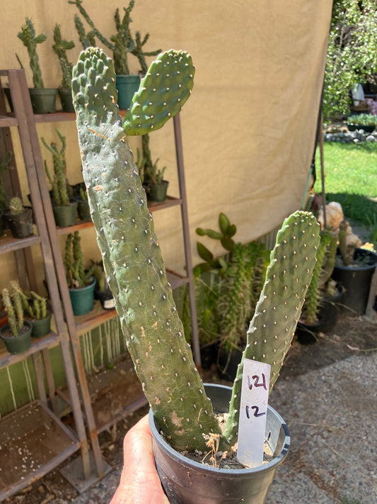 Opuntia Consolea rubescens Road Kill Cactus 12"Tall #121W