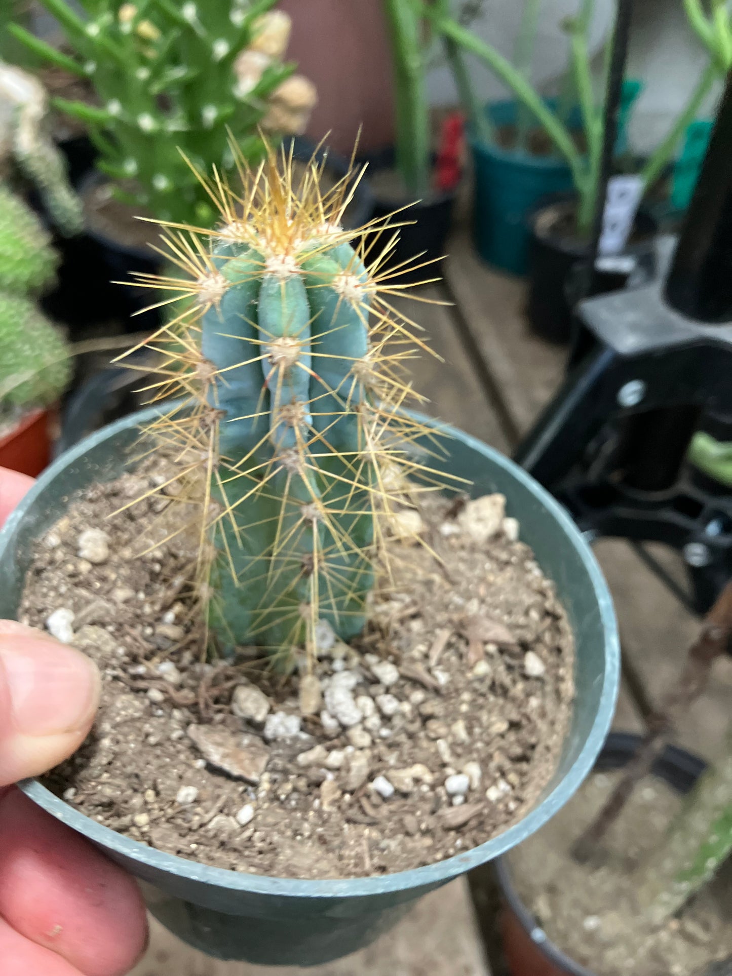 Pilosocereus Blue Azureus 3"Tall #10B