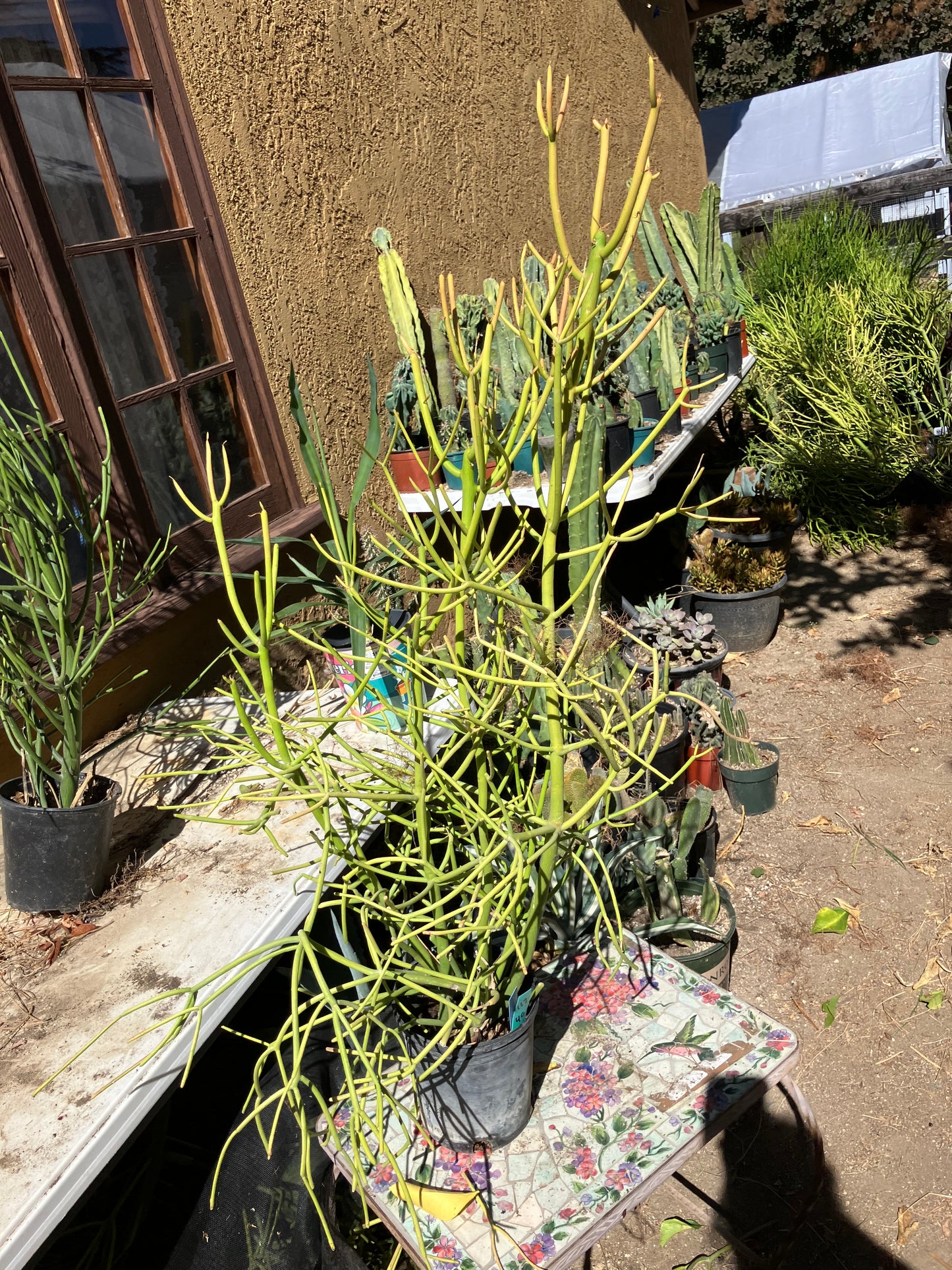 Euphorbia tirucalli Pencil Cactus/Succulent 40"Tall 17"Wide #117G