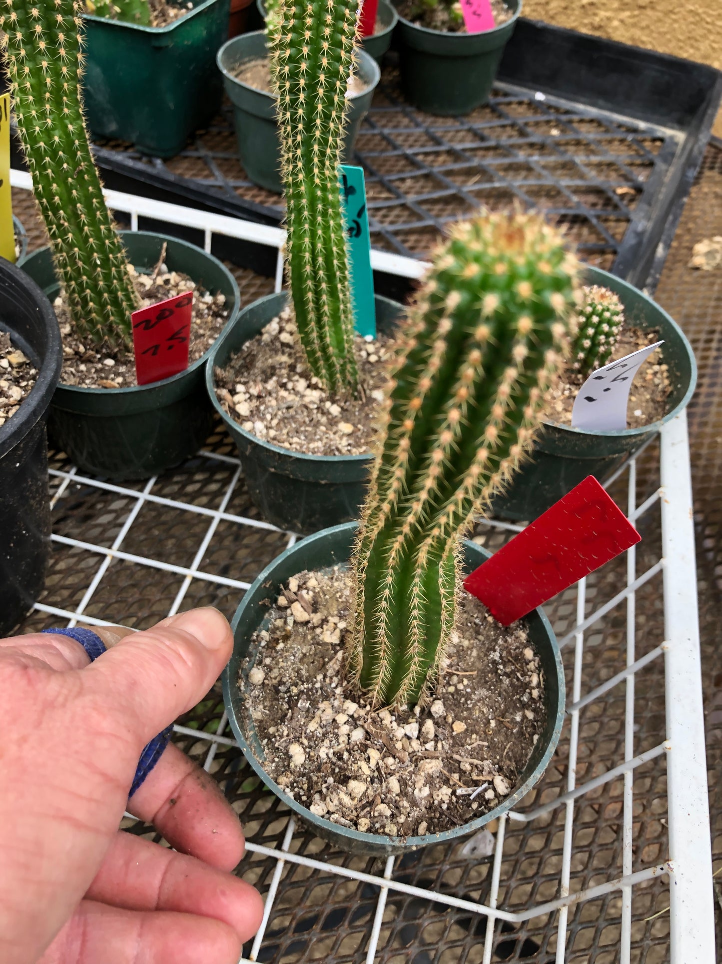 Trichocereus brevispinulosus Indian Comb Cactus 7"Tall #77R