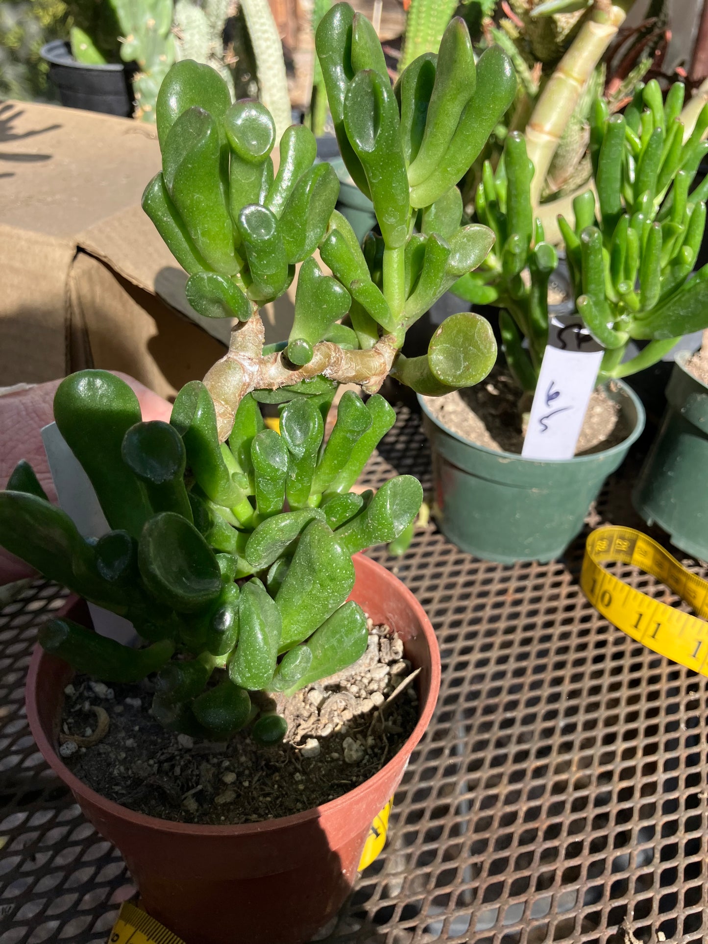 Crassula Ogre Ears "Hobbit" 5"Wide 7"Tall #75W