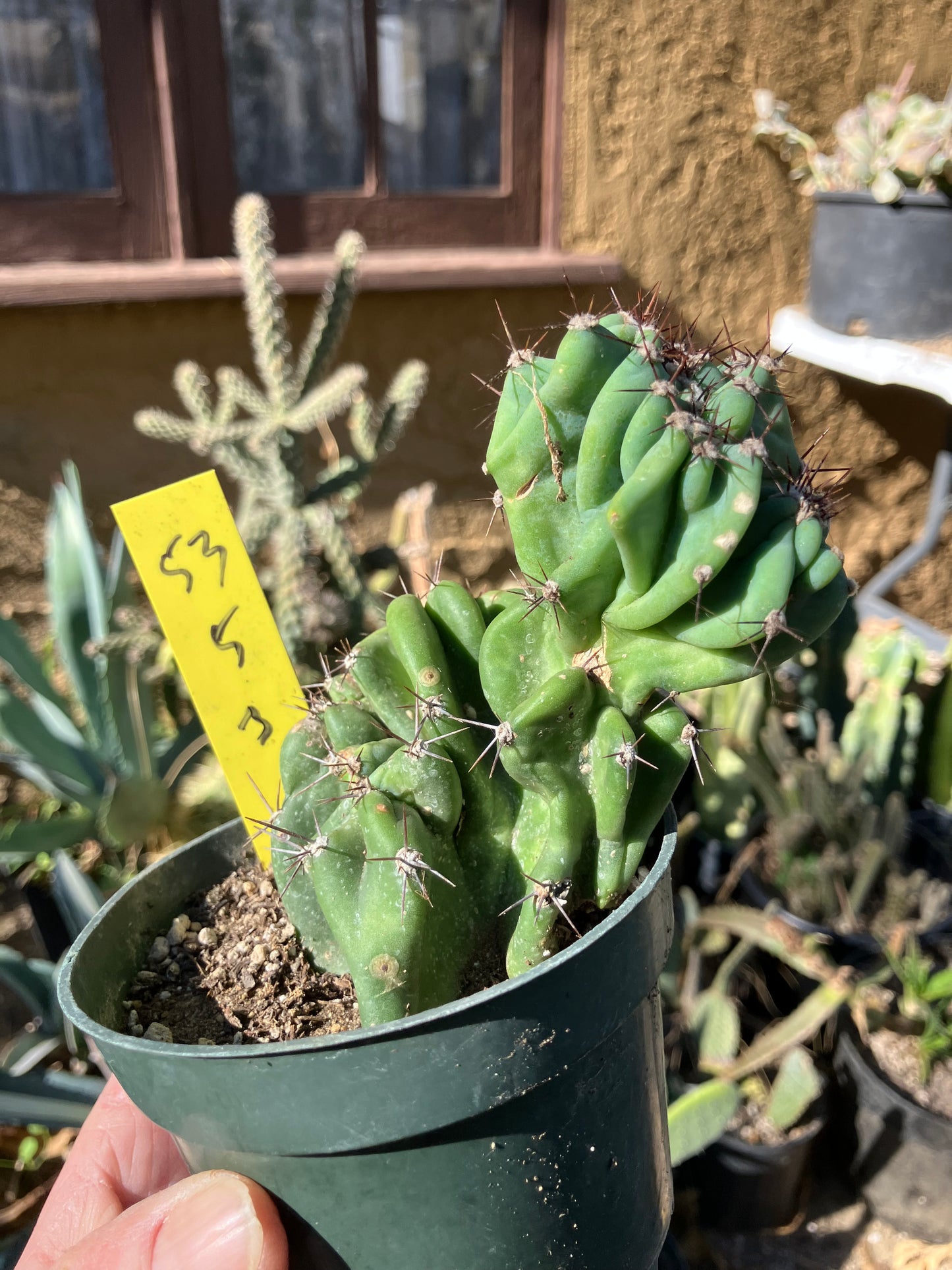 Cereus Peruvianus Monstrose Night Blooming 5"Tall 3" Wide #53Y