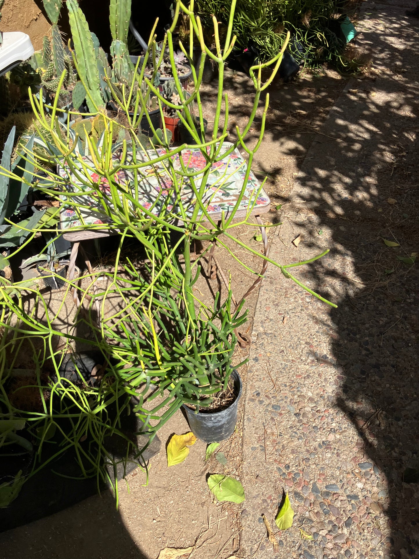 Euphorbia tirucalli Pencil Cactus/Succulent 39"Tall 23"Wide #10G