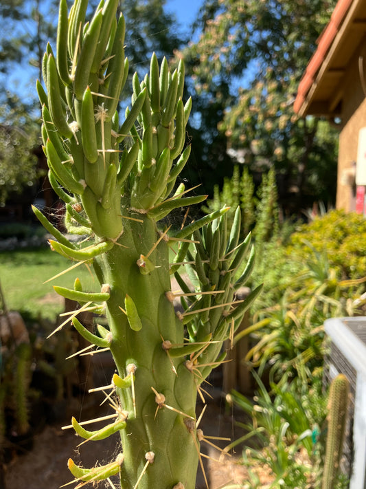 Austrocylindropuntia Full Size Eve's Needle 25"Tall #25W