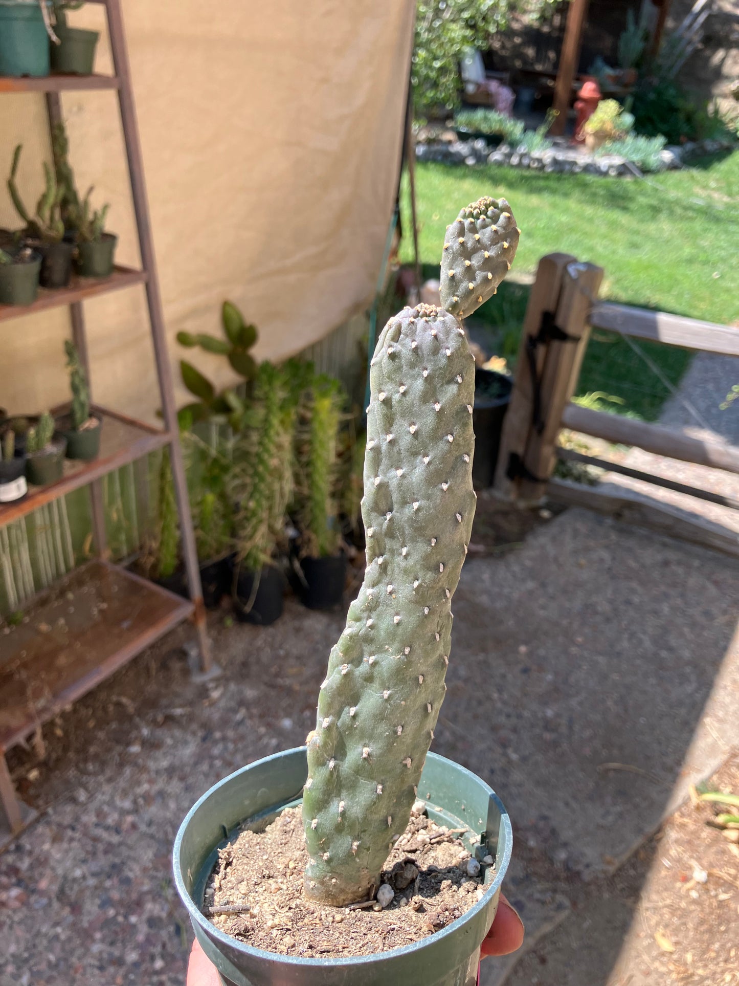 Opuntia Consolea rubescens Road Kill Cactus 10"Tall