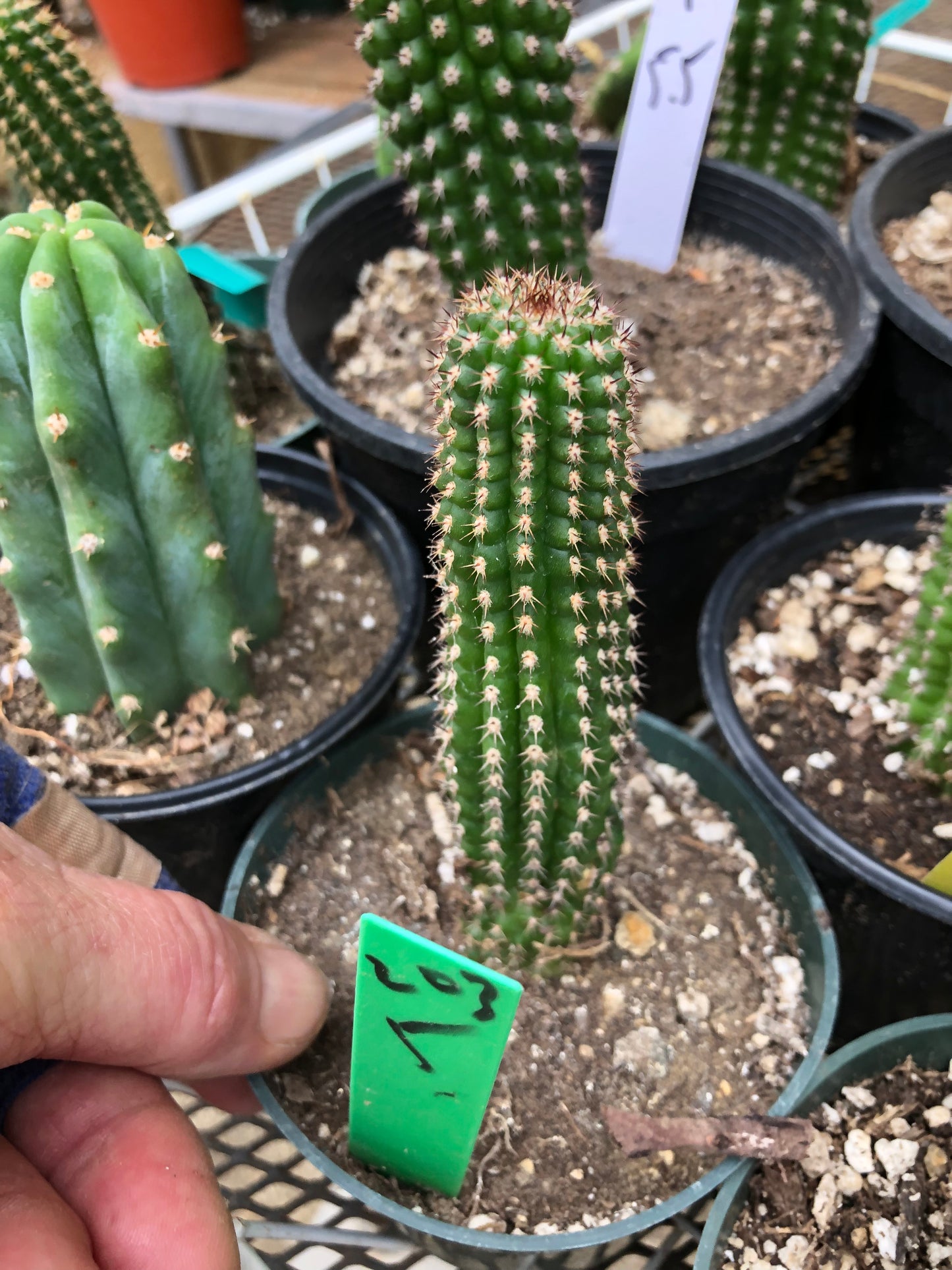 Trichocereus brevispinulosus Indian Comb Cactus 5"Tall #203G