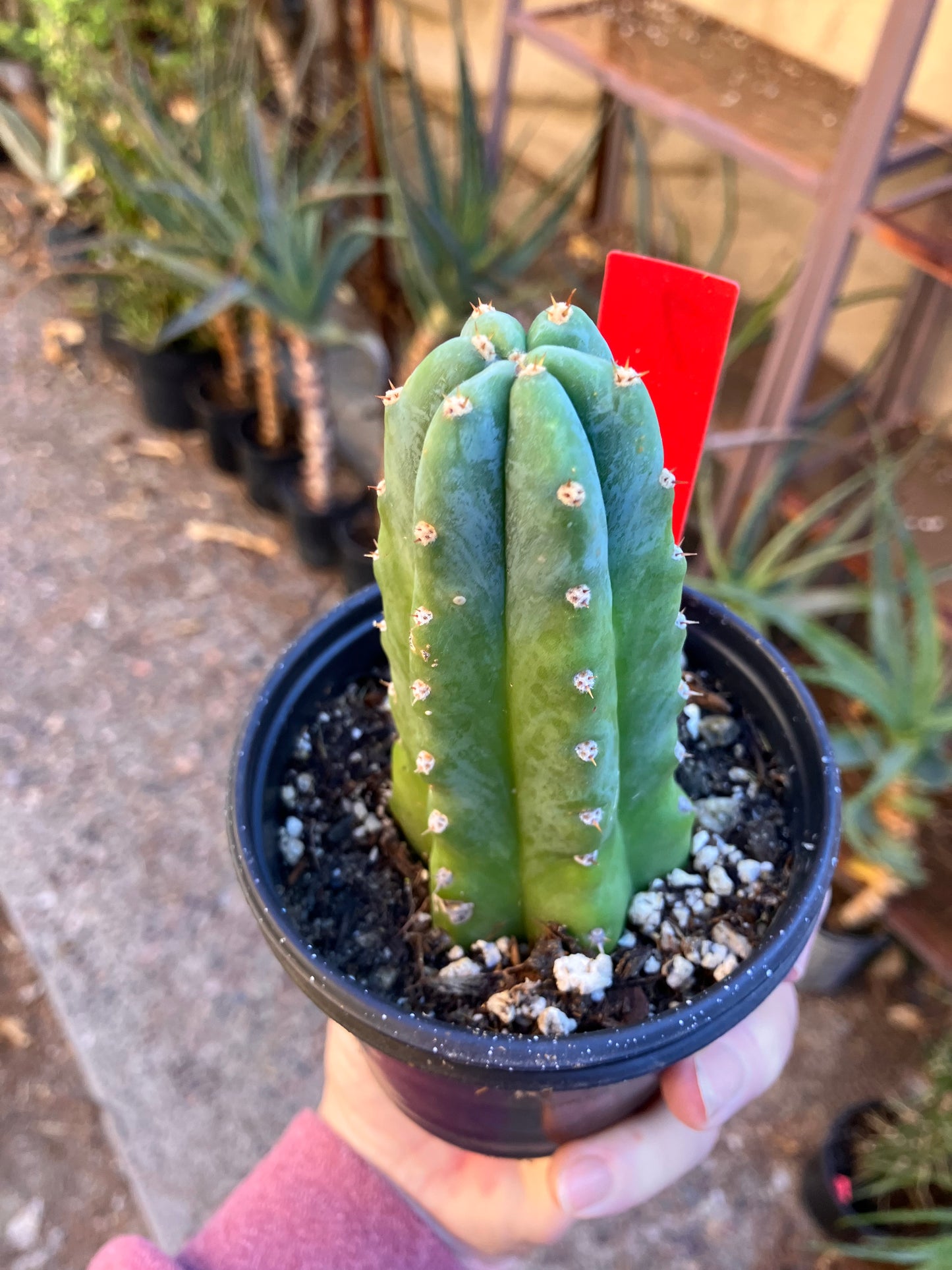 San Pedro Cactus - Trichocereus pachanoi 4"Tall #7R