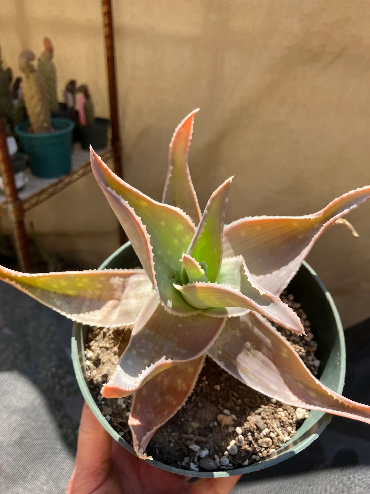 Aloe Striata Coral Aloe  7" Wide #78P