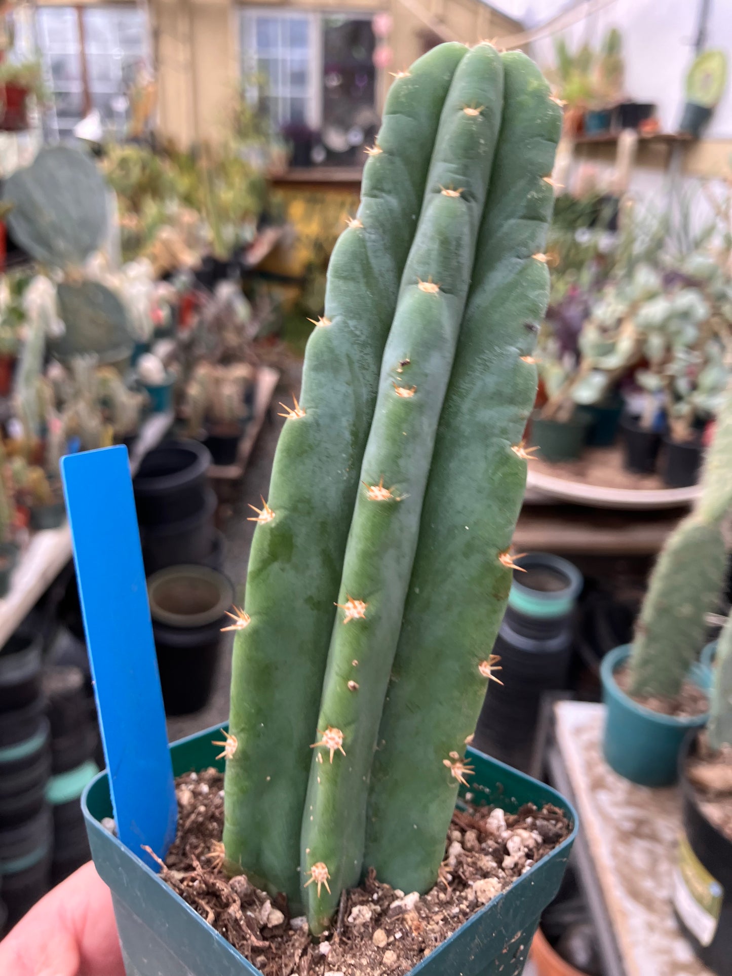 San Pedro Cactus - Trichocereus pachanoi 6.5"Tall #65B