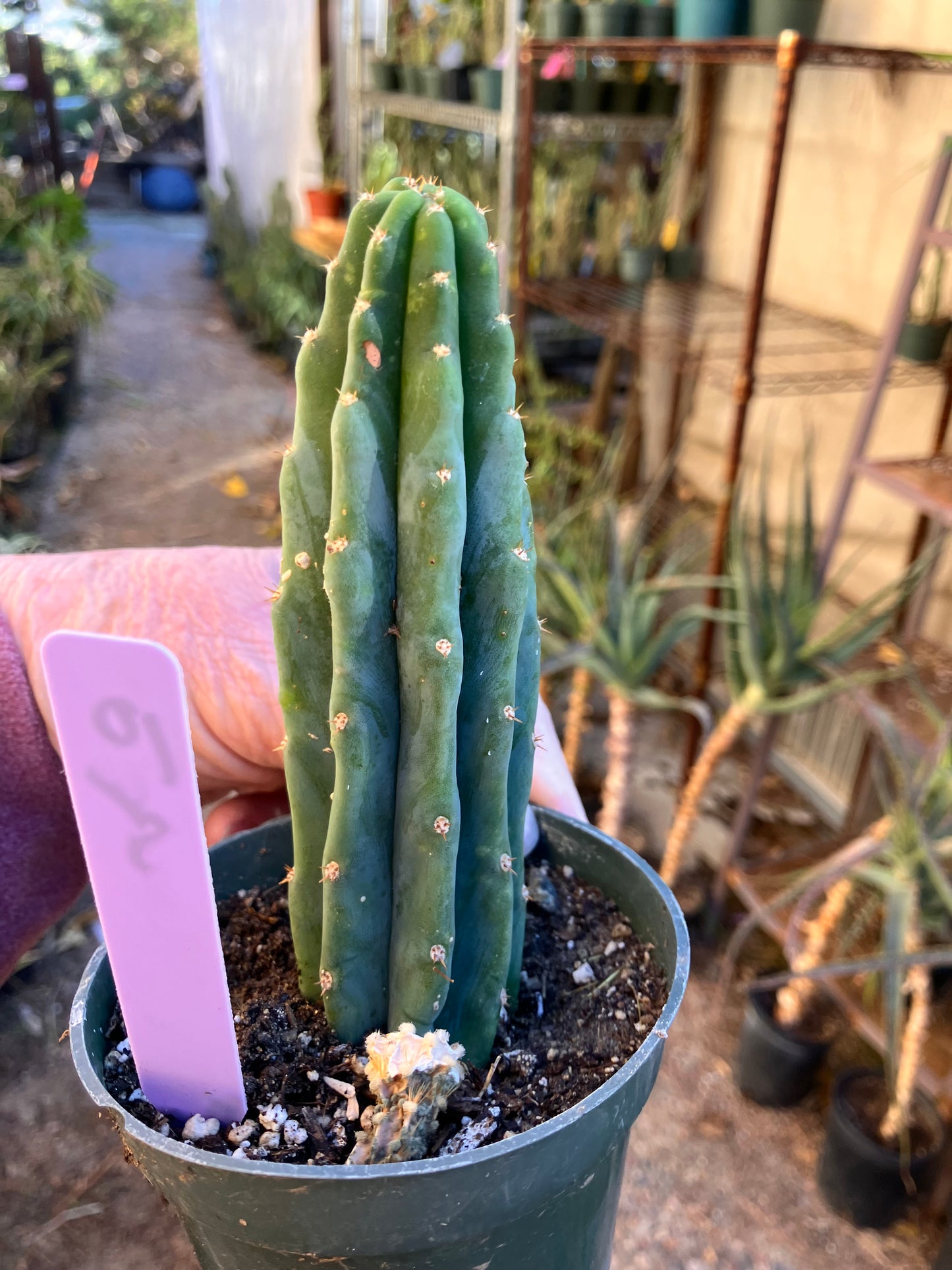 San Pedro Cactus - Trichocereus pachanoi 5"Tall #10P