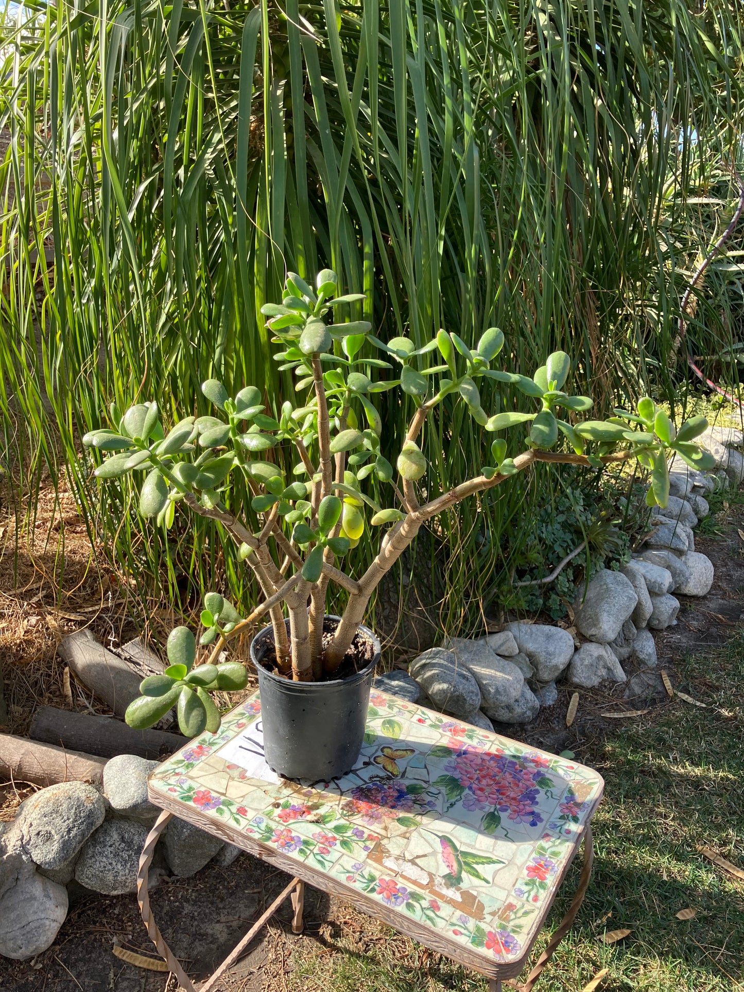 Crassula Ovata Money Jade 21”T 19”W #2W