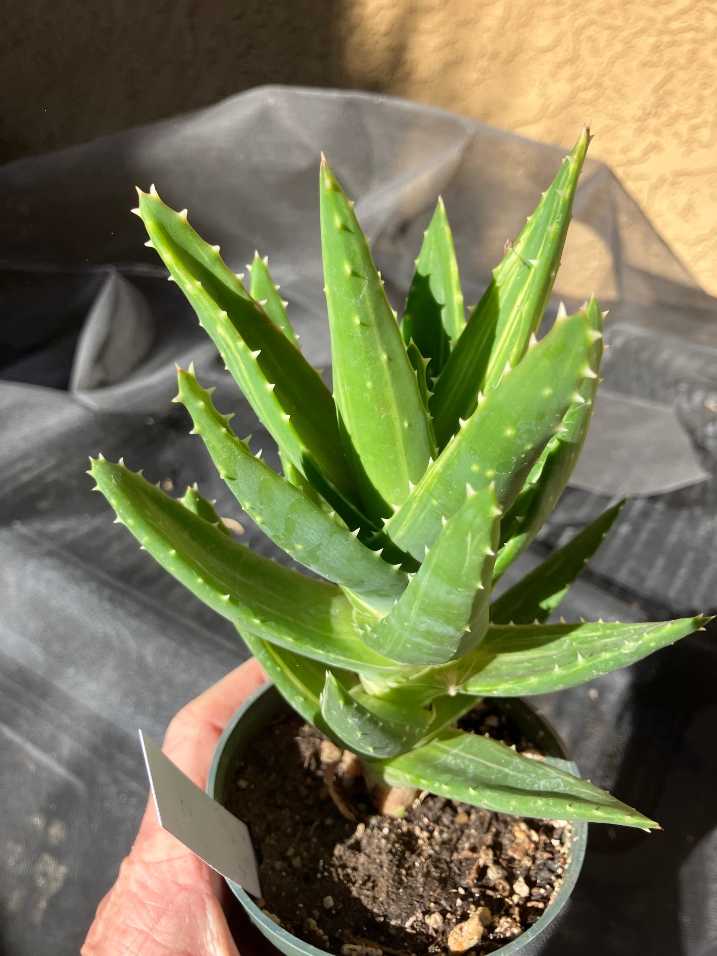 Aloe nobilis  Succulent 6" Tall #196W