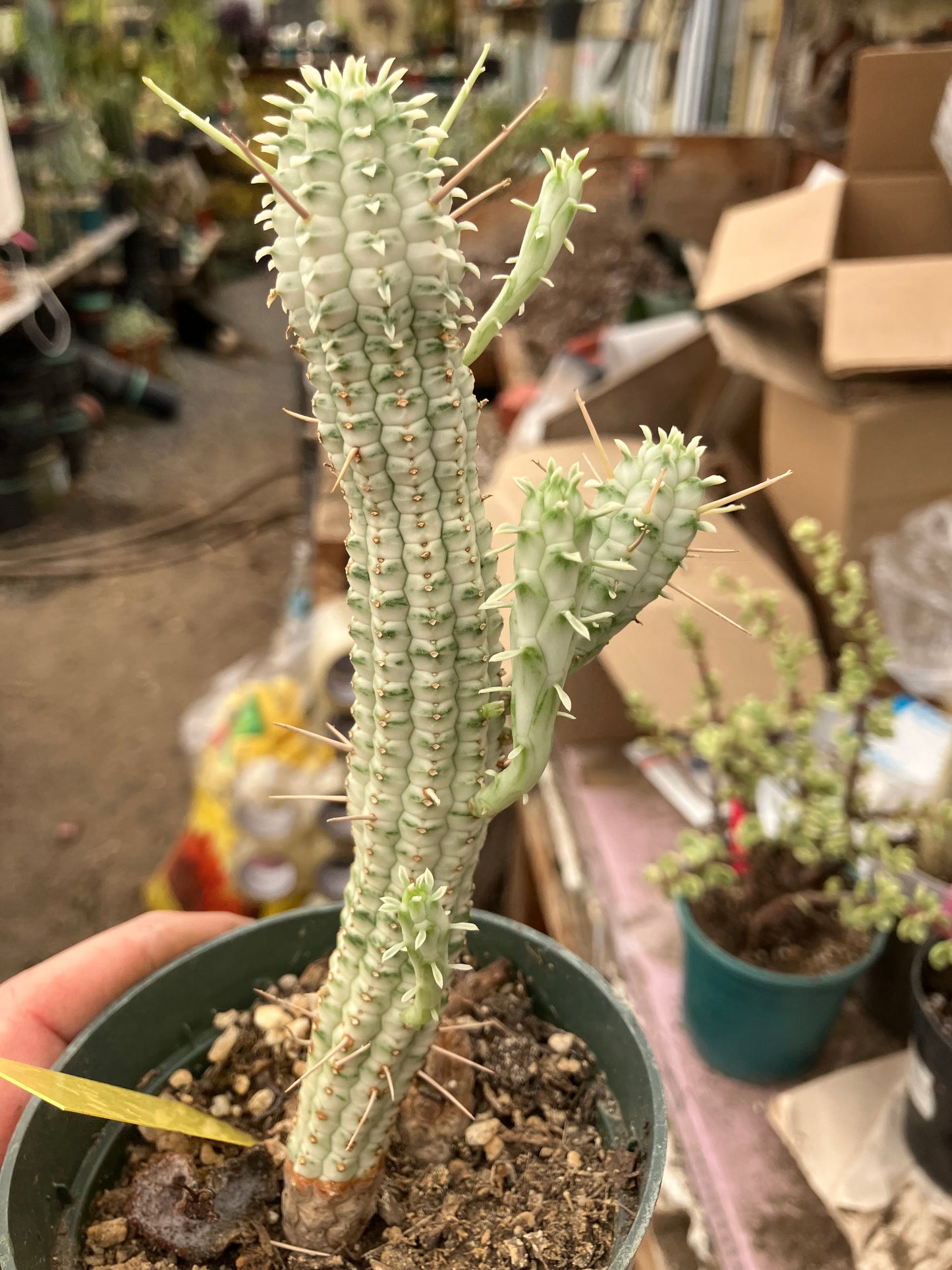 Euphorbia mammillarias variegata Corn Cob 8"Tall #6Y