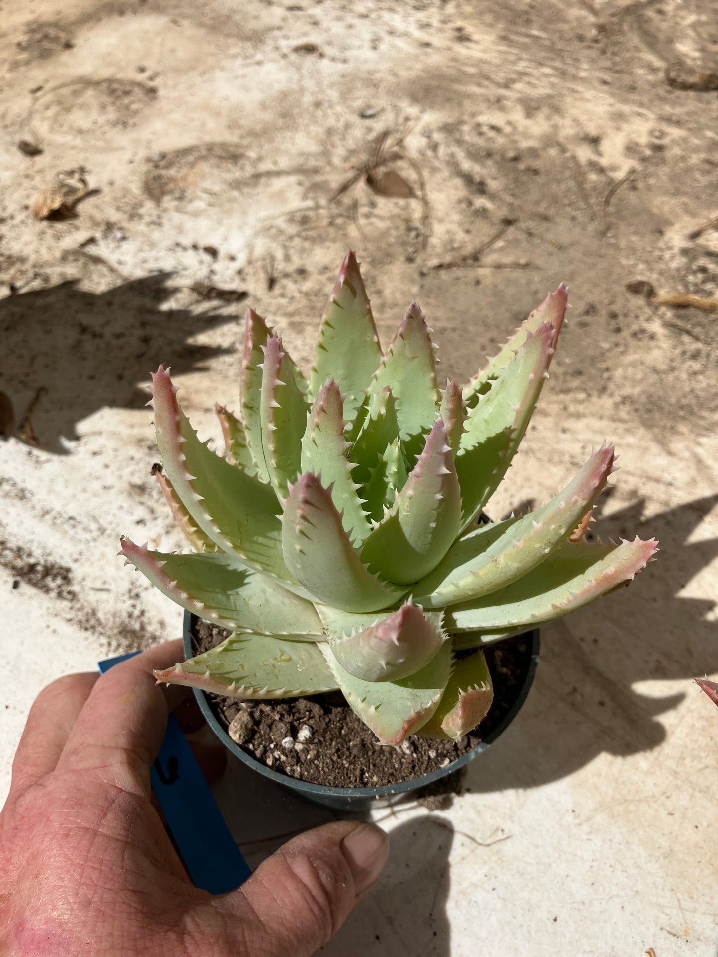 Aloe Brevifolia Succulent 6" Wide #61B