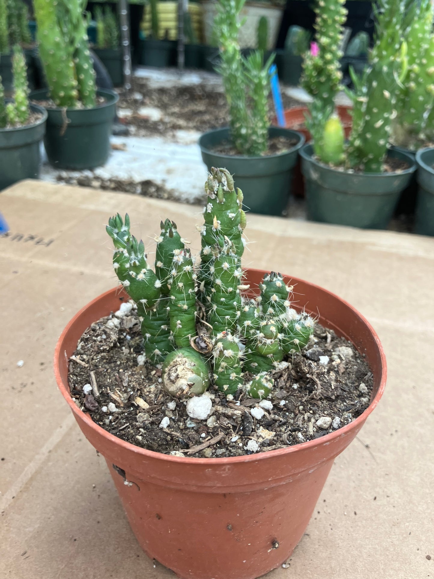 Austrocylindropuntia Cactus Gumbi Mini Eve's Needle 2.5"Tall #255B