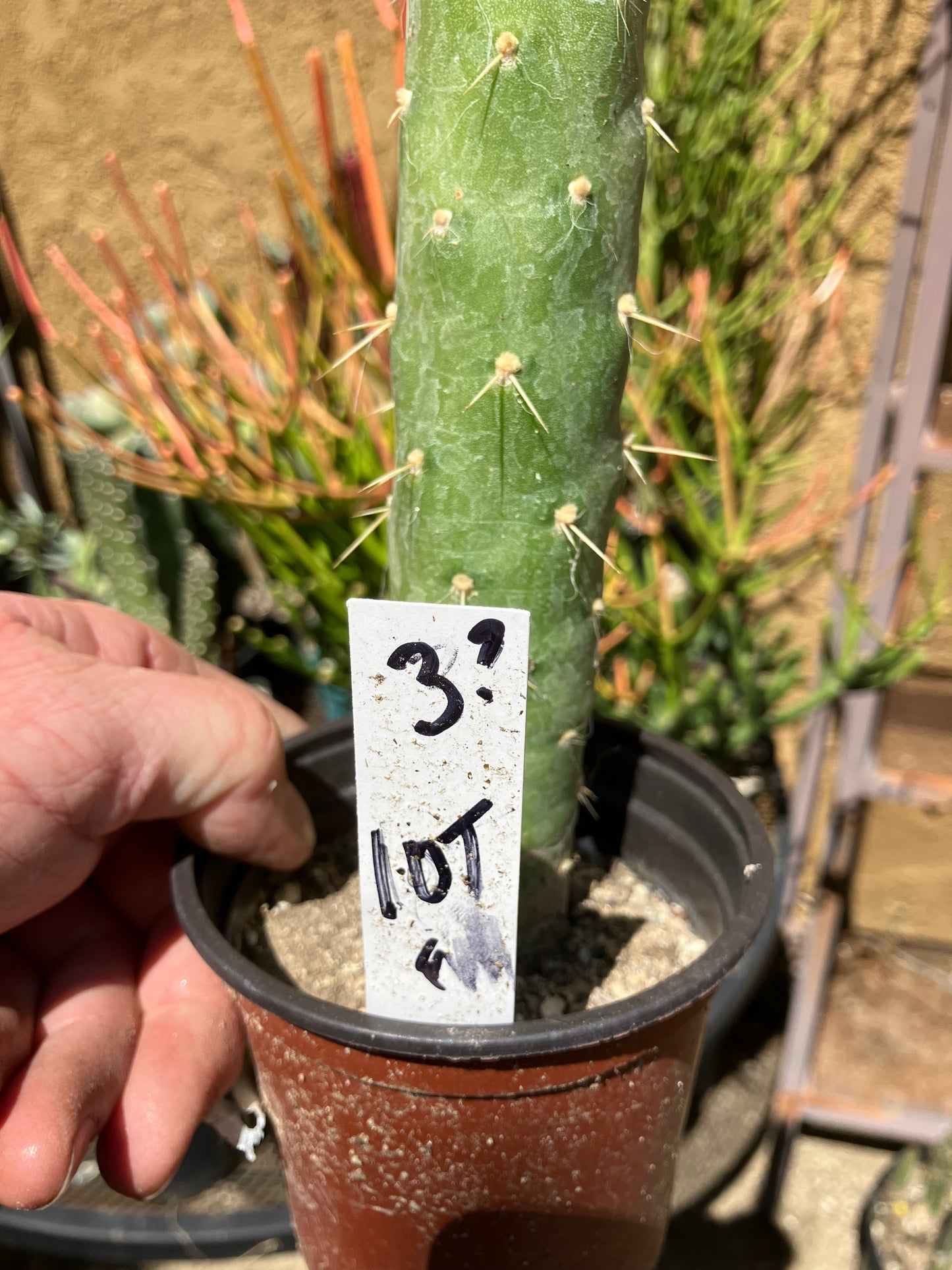 Austrocylindropuntia Full Size Eve's Needle 10"Tall #3W
