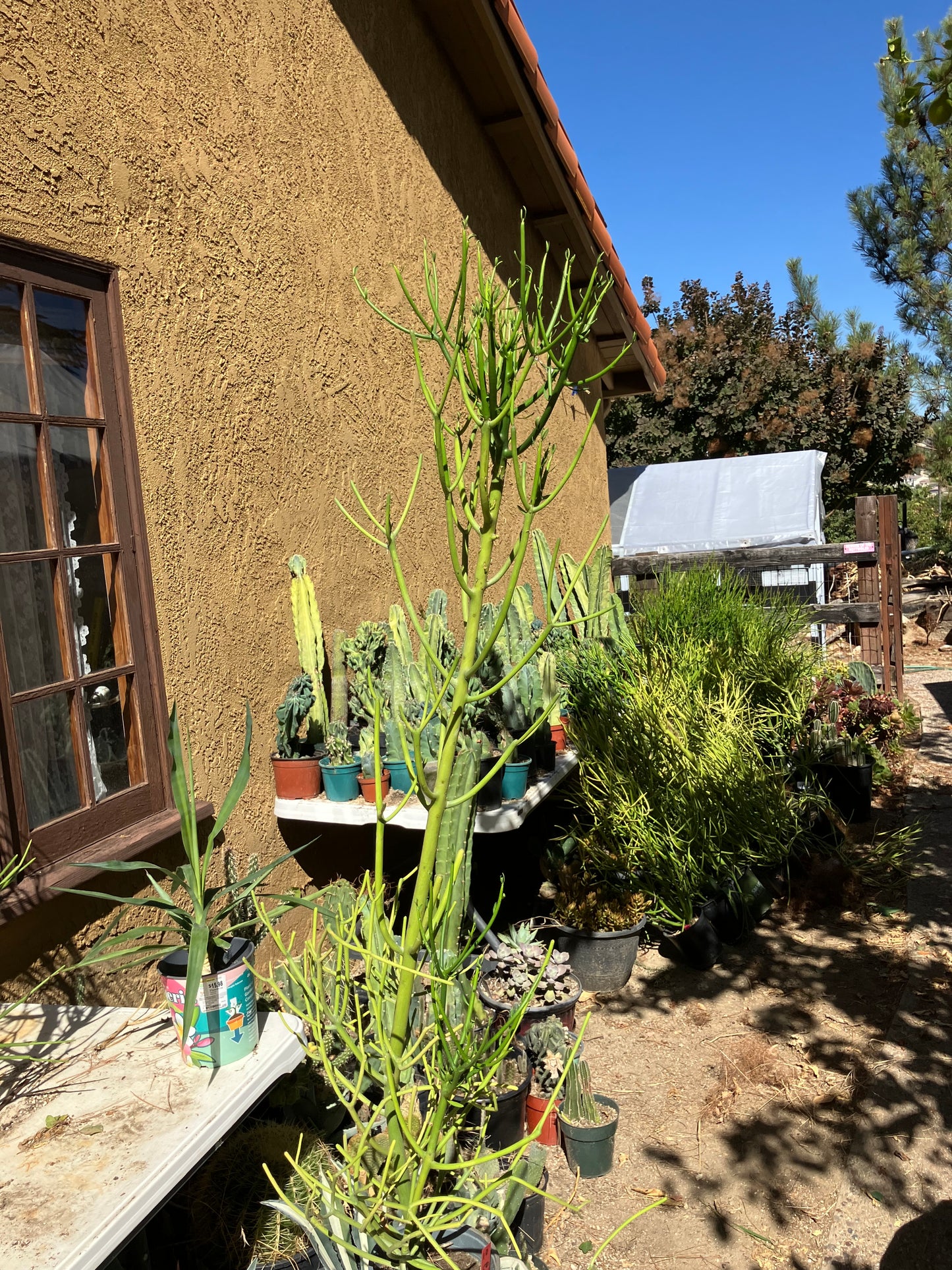 Euphorbia tirucalli Pencil Cactus/Succulent 50"Tall 15"Wide #10R