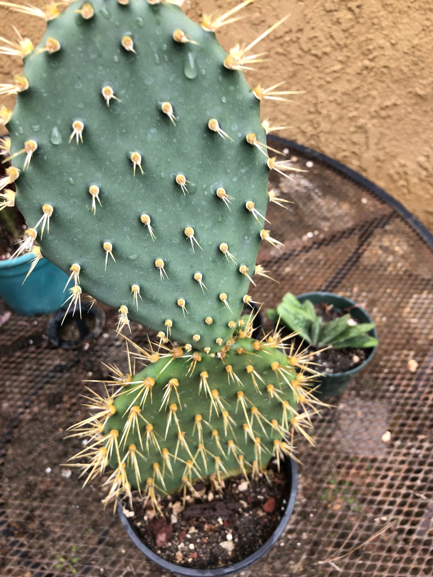 Opuntia engelmannii "Texas Prickly Pear" 12"Tall