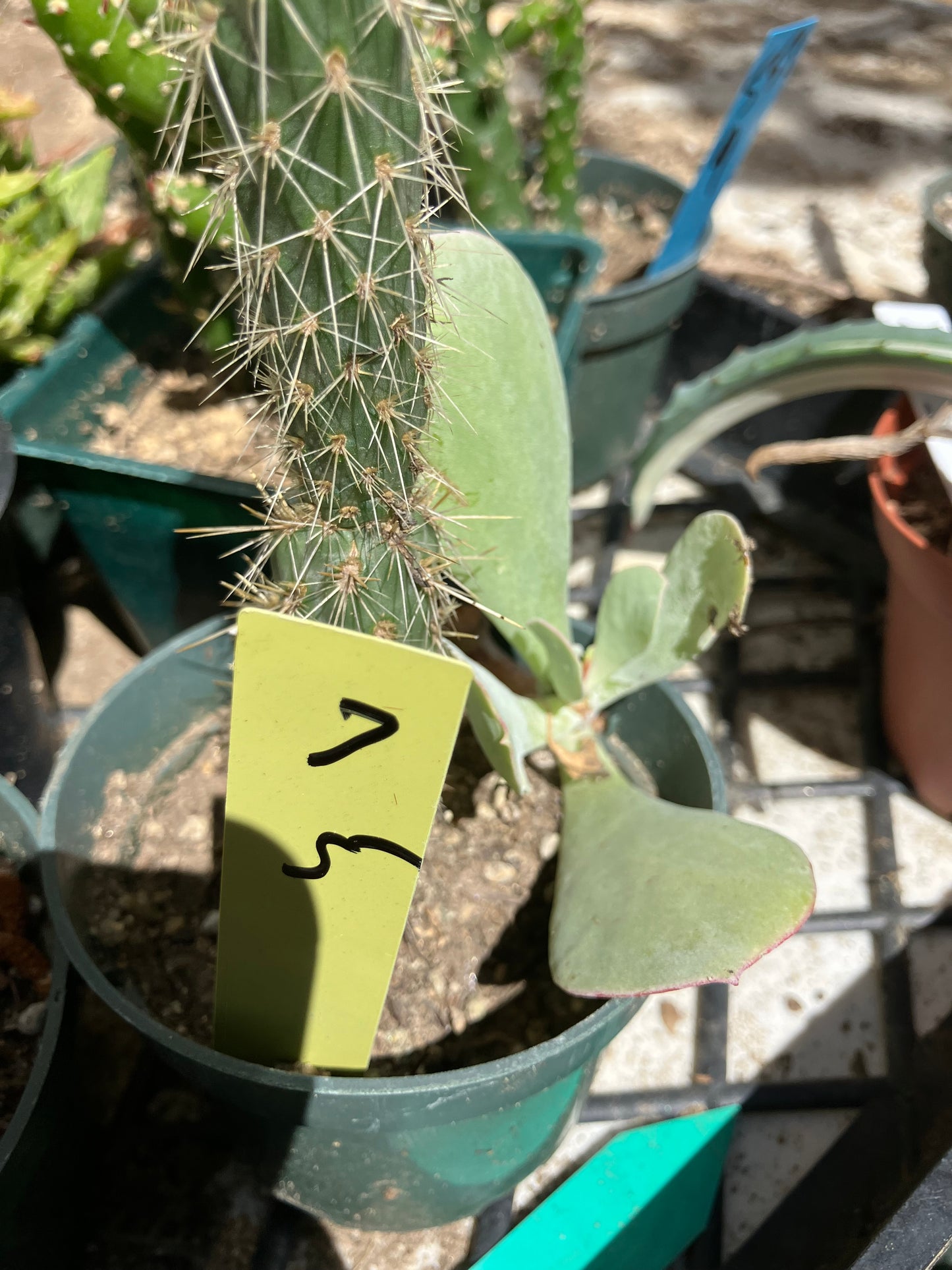 Cholla Cylindropuntia  Buckhorn 5”T #7Y