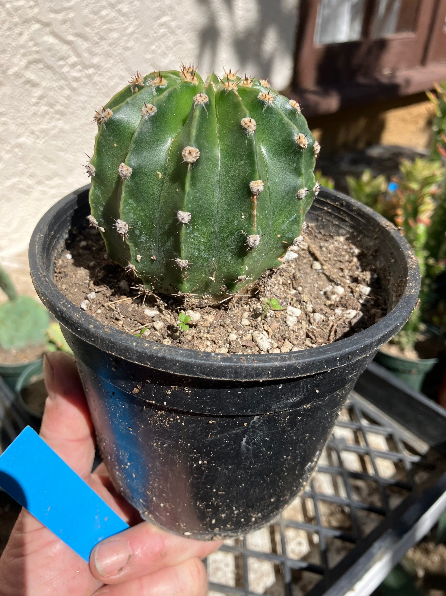 Echinopsis oxygona White Easter Lily 2" Diameter #12B