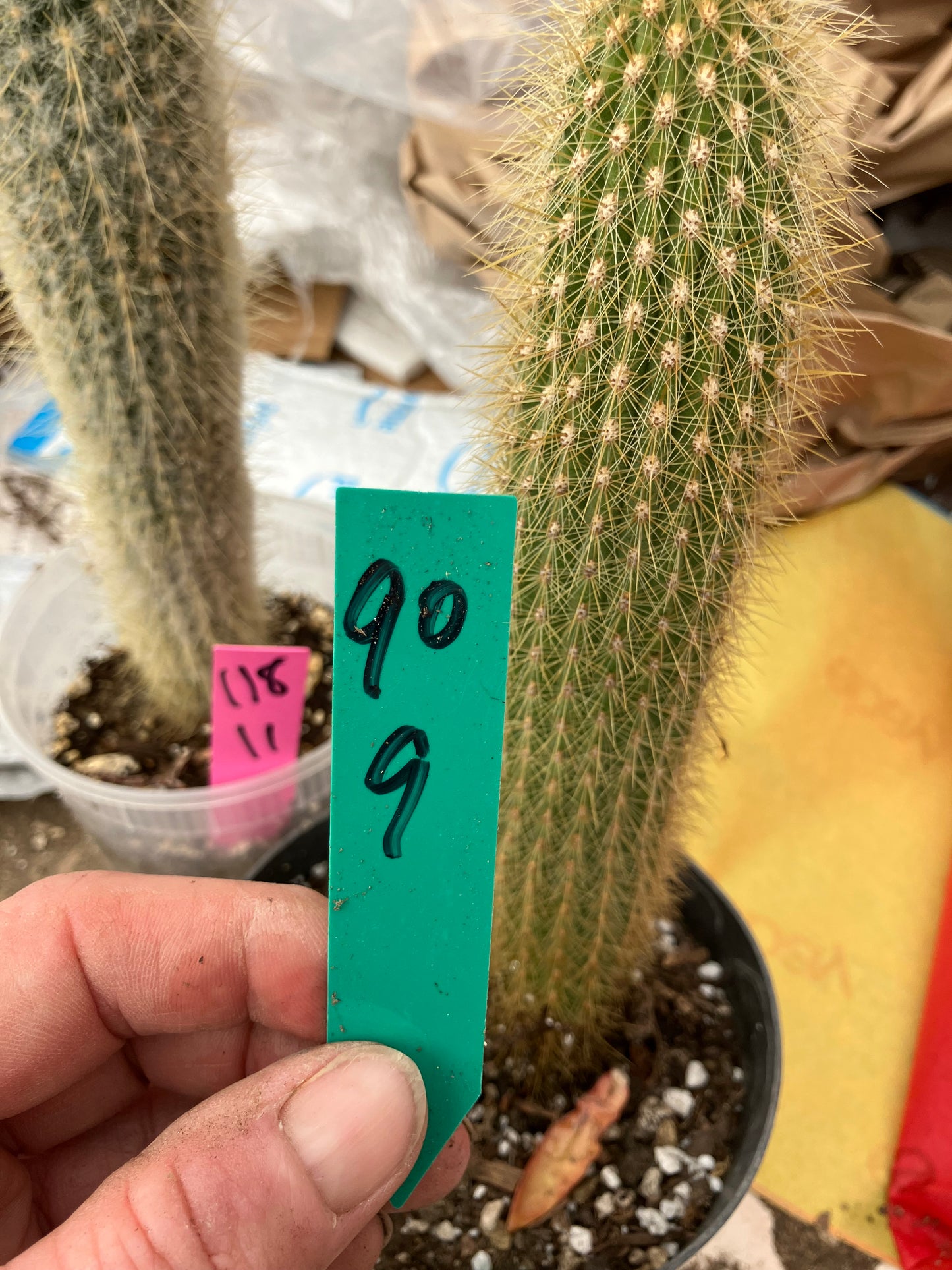 Cleistocactus hyalacanthus Cactus Columnar 9”Tall #90G