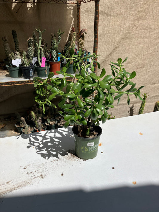 Crassula Ovata Money Jade 17”T 18”W #178B