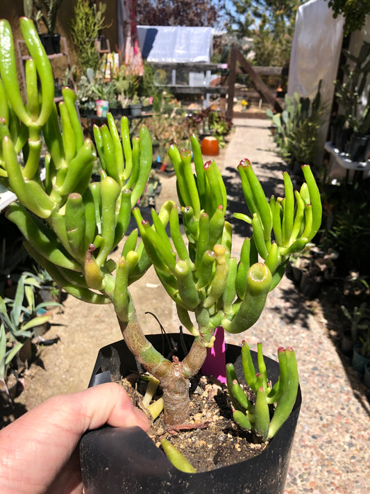 Crassula Gollum Jade Succulent Bonsai Style Living Plant 6”Tall #60P