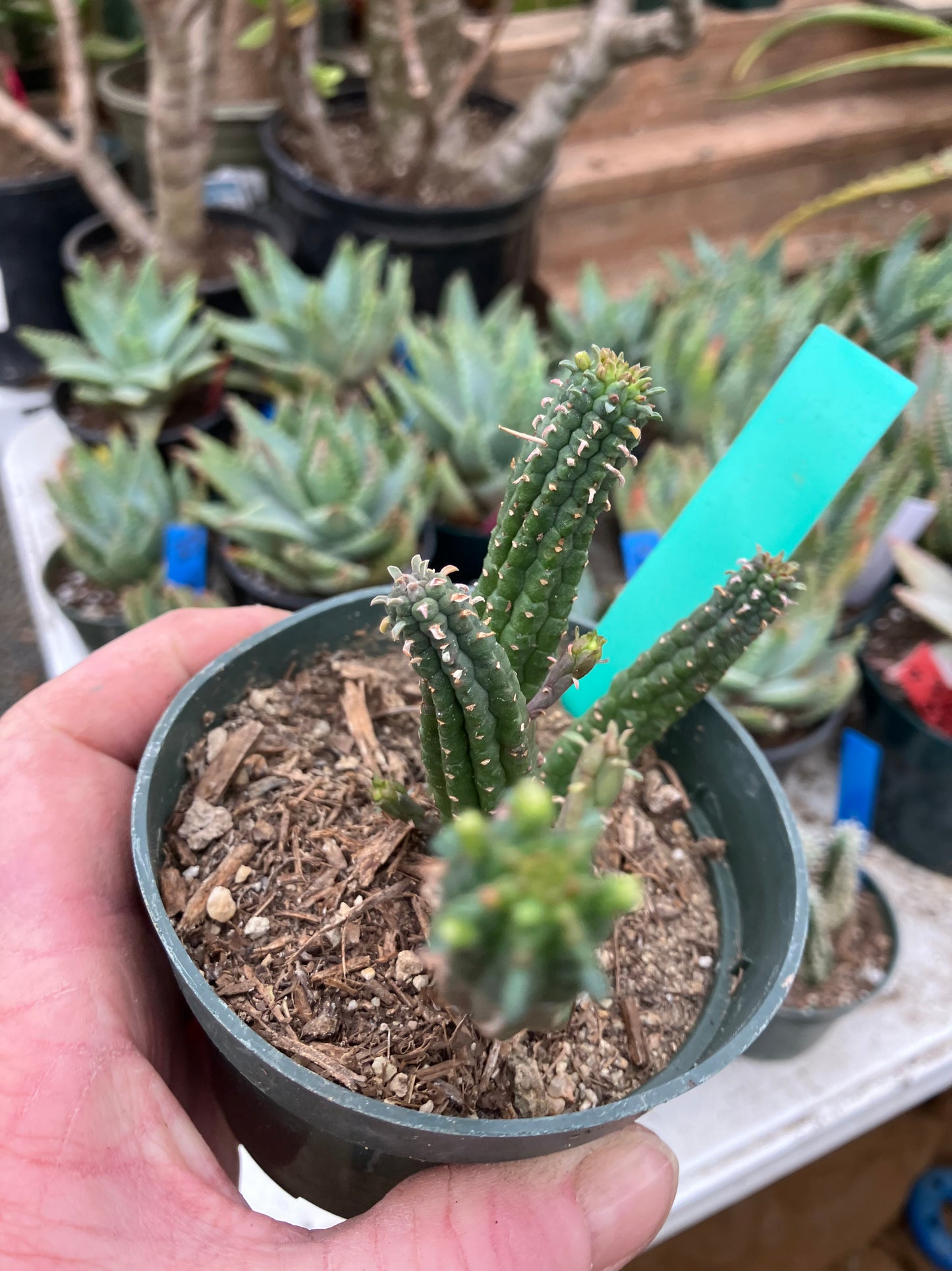 Euphorbia mammillarias GREEN Corn Cob 4"Tall #19G