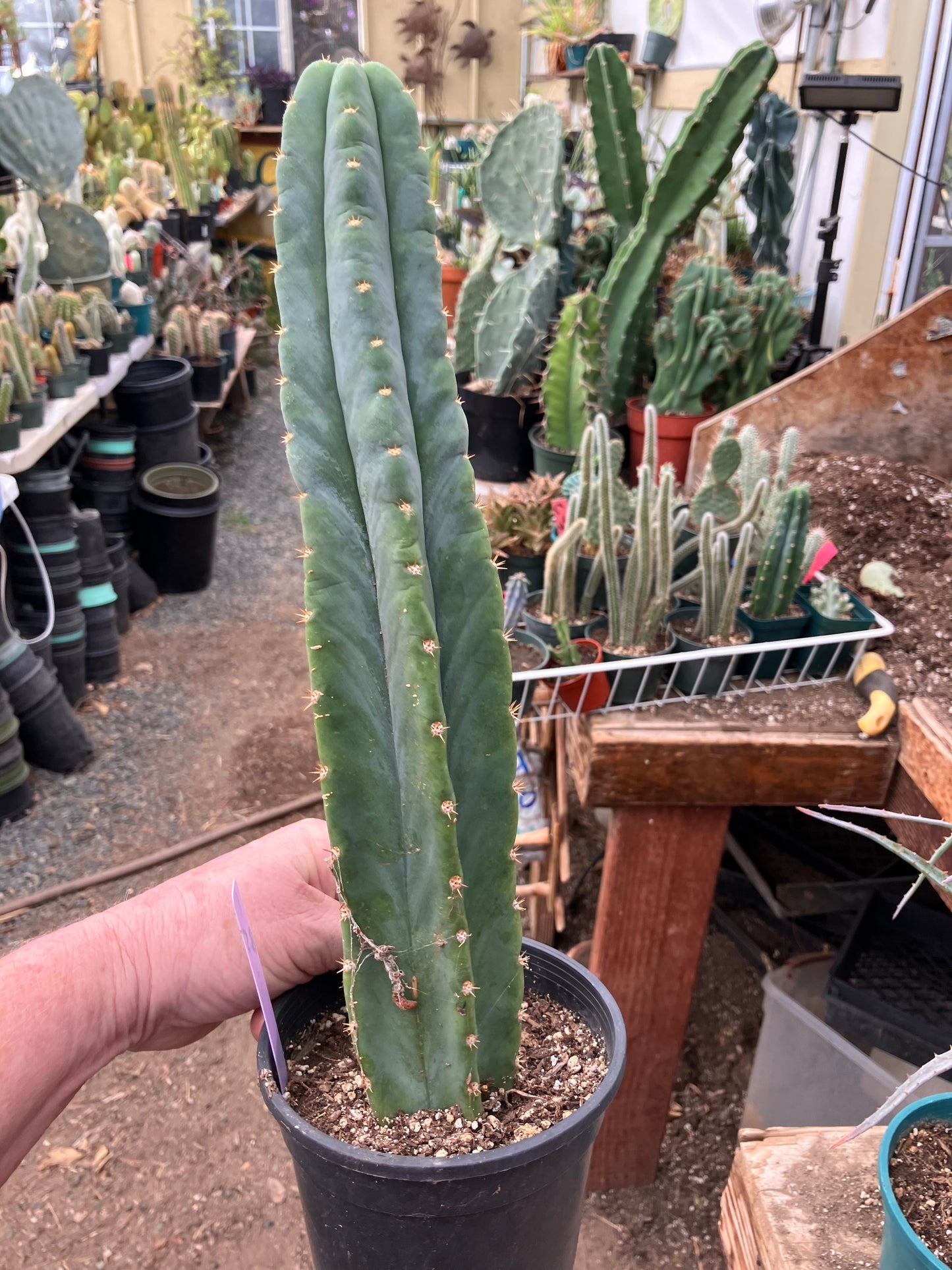 San Pedro Cactus - Trichocereus pachanoi 13.5"Tall #1Pu