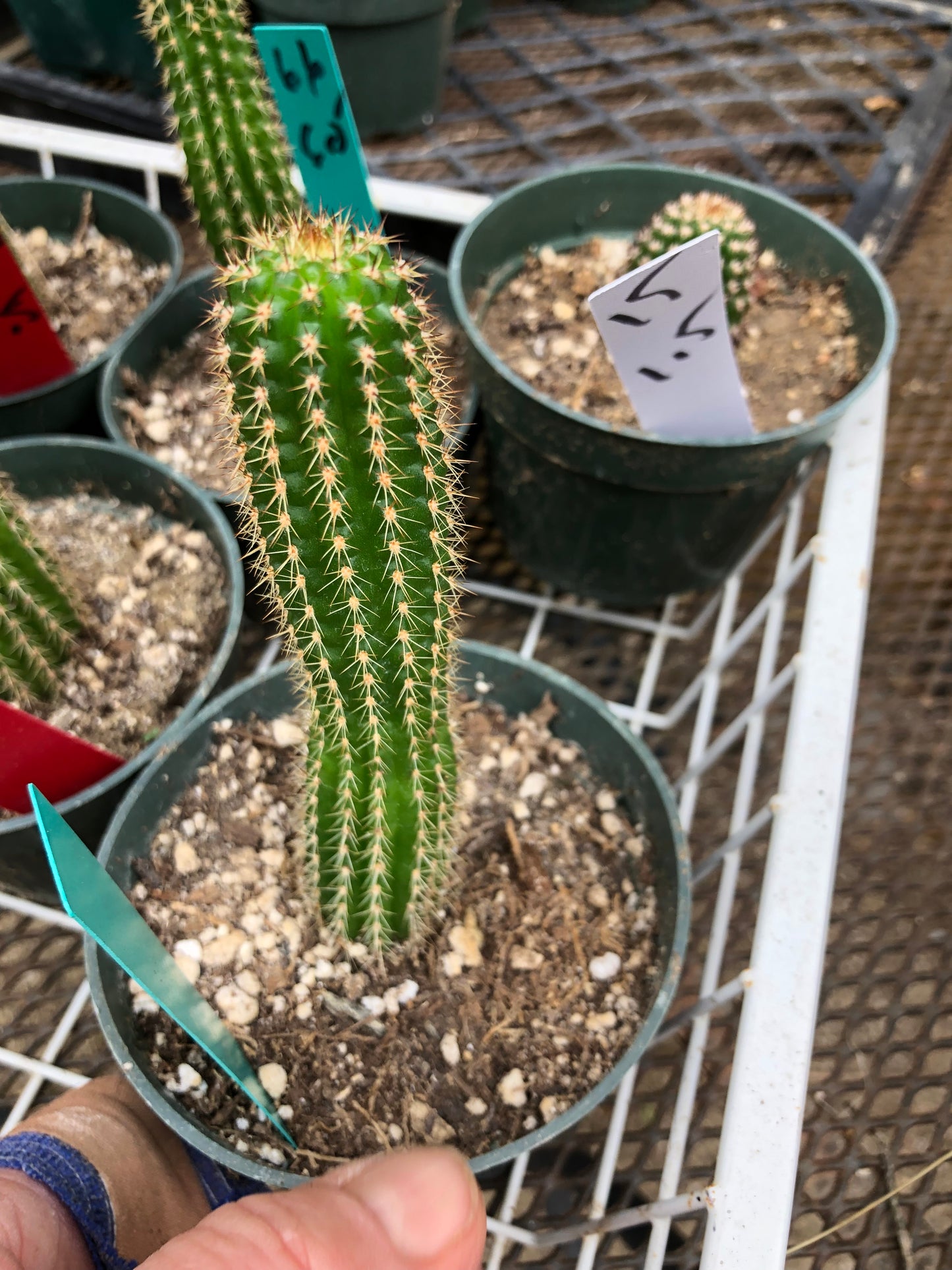 Trichocereus brevispinulosus Indian Comb Cactus 5"Tall #50G