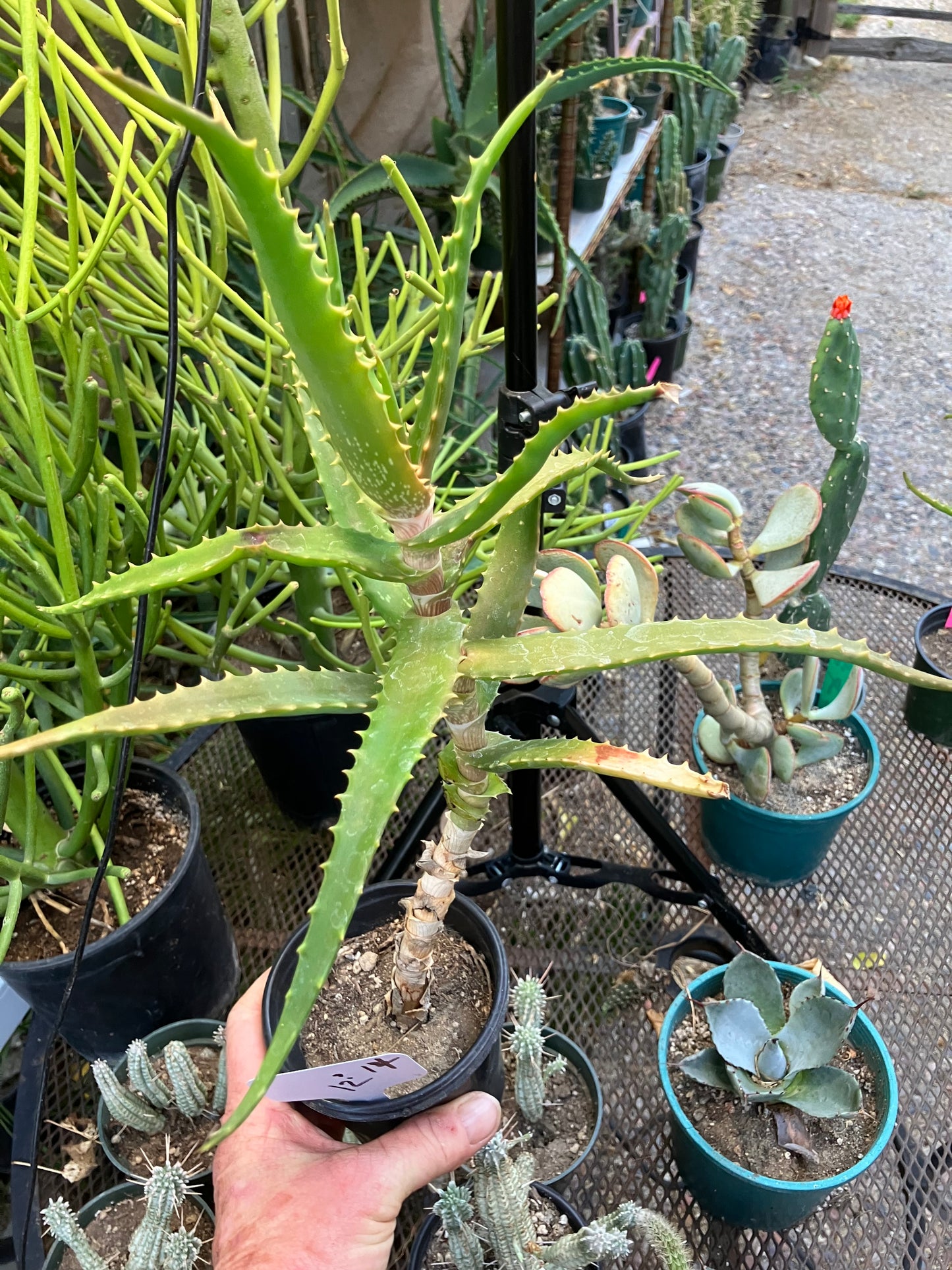 Aloe congolensis Congo Aloe Succulent 14”Tall #12W