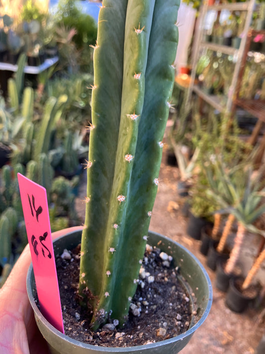 San Pedro Cactus - Trichocereus pachanoi 8.5"Tall #16P