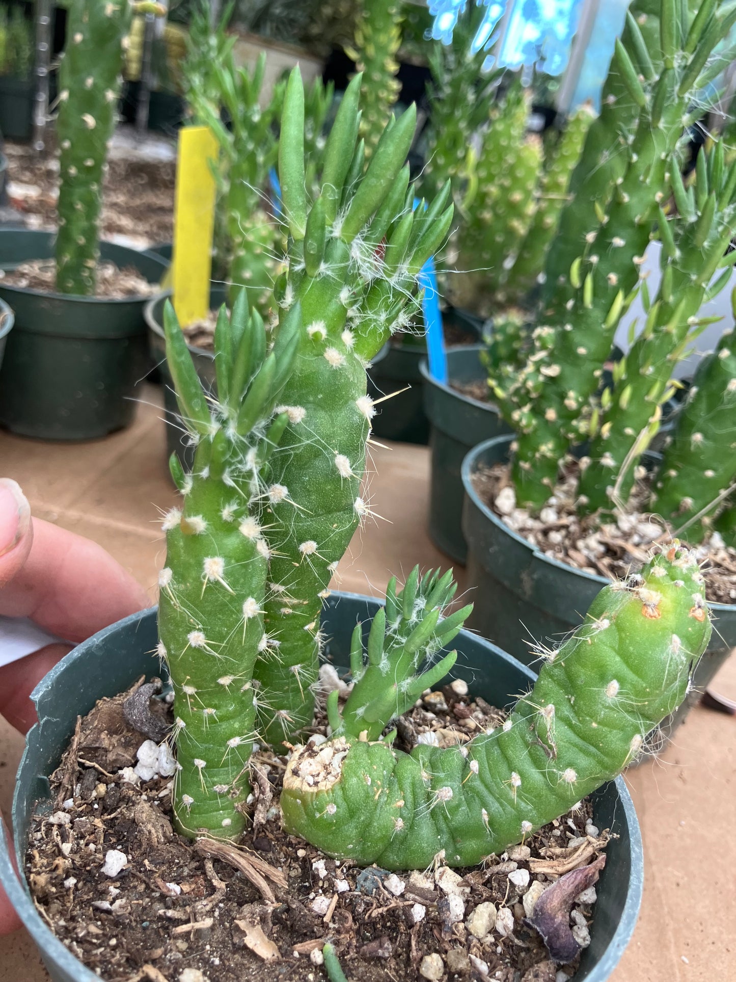 Austrocylindropuntia Cactus Gumbi Mini Eve's Needle 4"Tall #444W