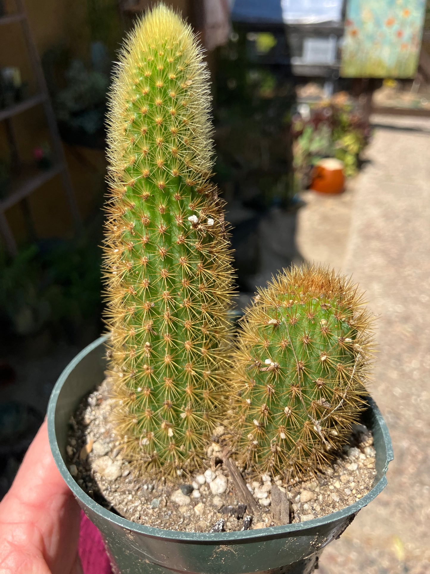 Cleistocactus winteri Golden Rat Tail Cactus 3.5”Tall #4P