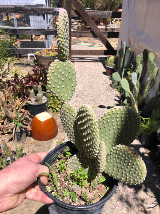 Opuntia microdasys Off White Bunny 13"Tall #119P