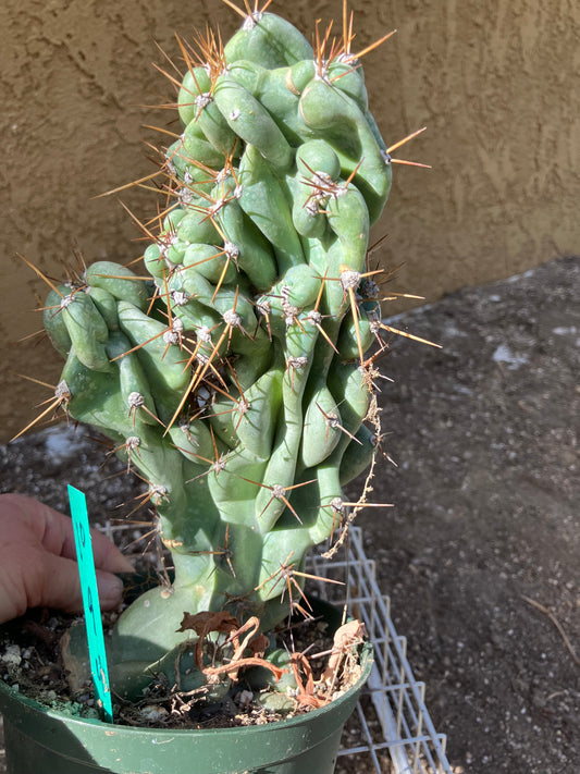 Cereus Peruvianus Monstrose Night Blooming 9" Tall 4"Wide #10G