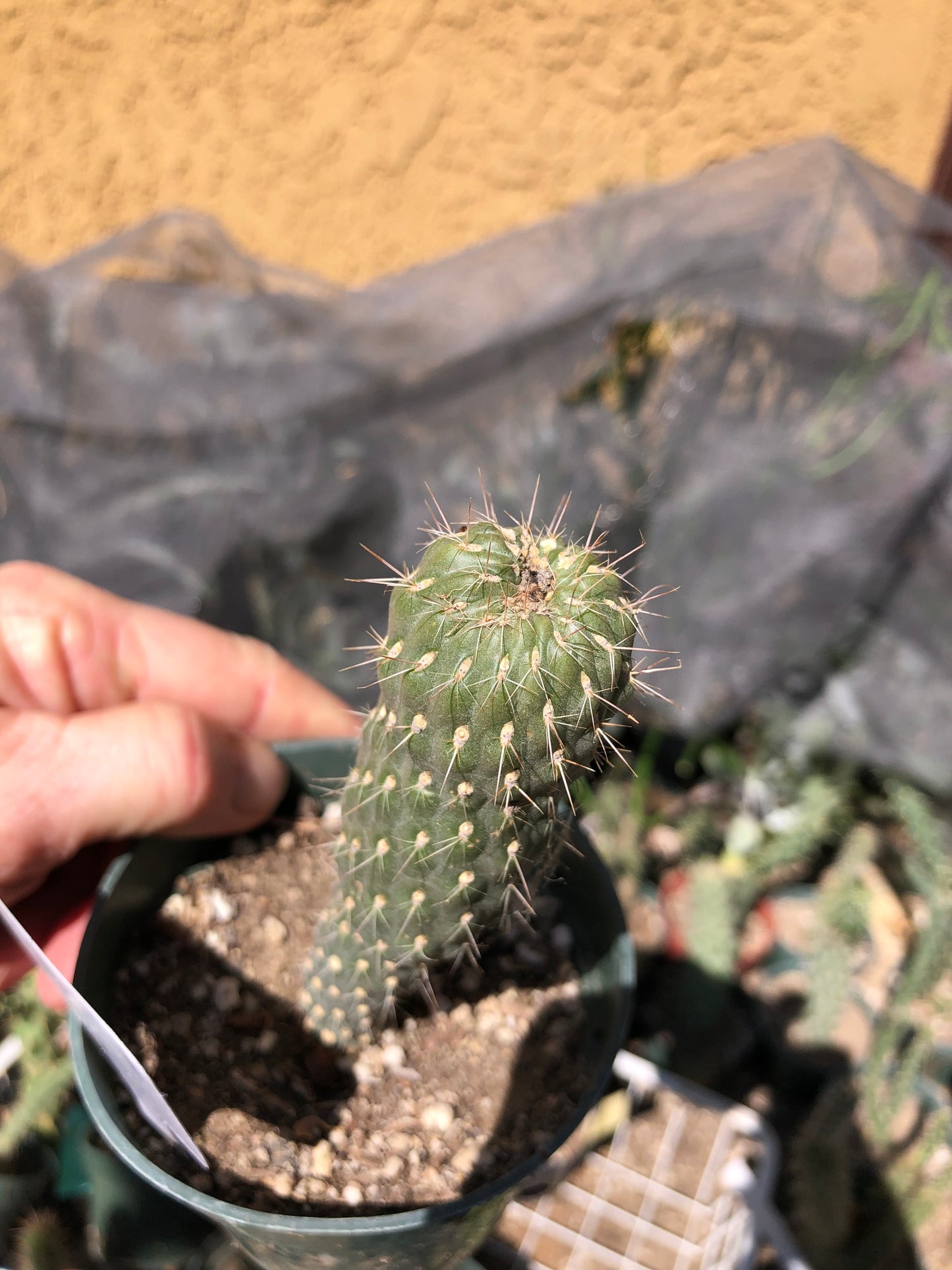 Cylindropuntia fulgida Cholla Boxing Glove Cactus Crest 5"Tall #1W