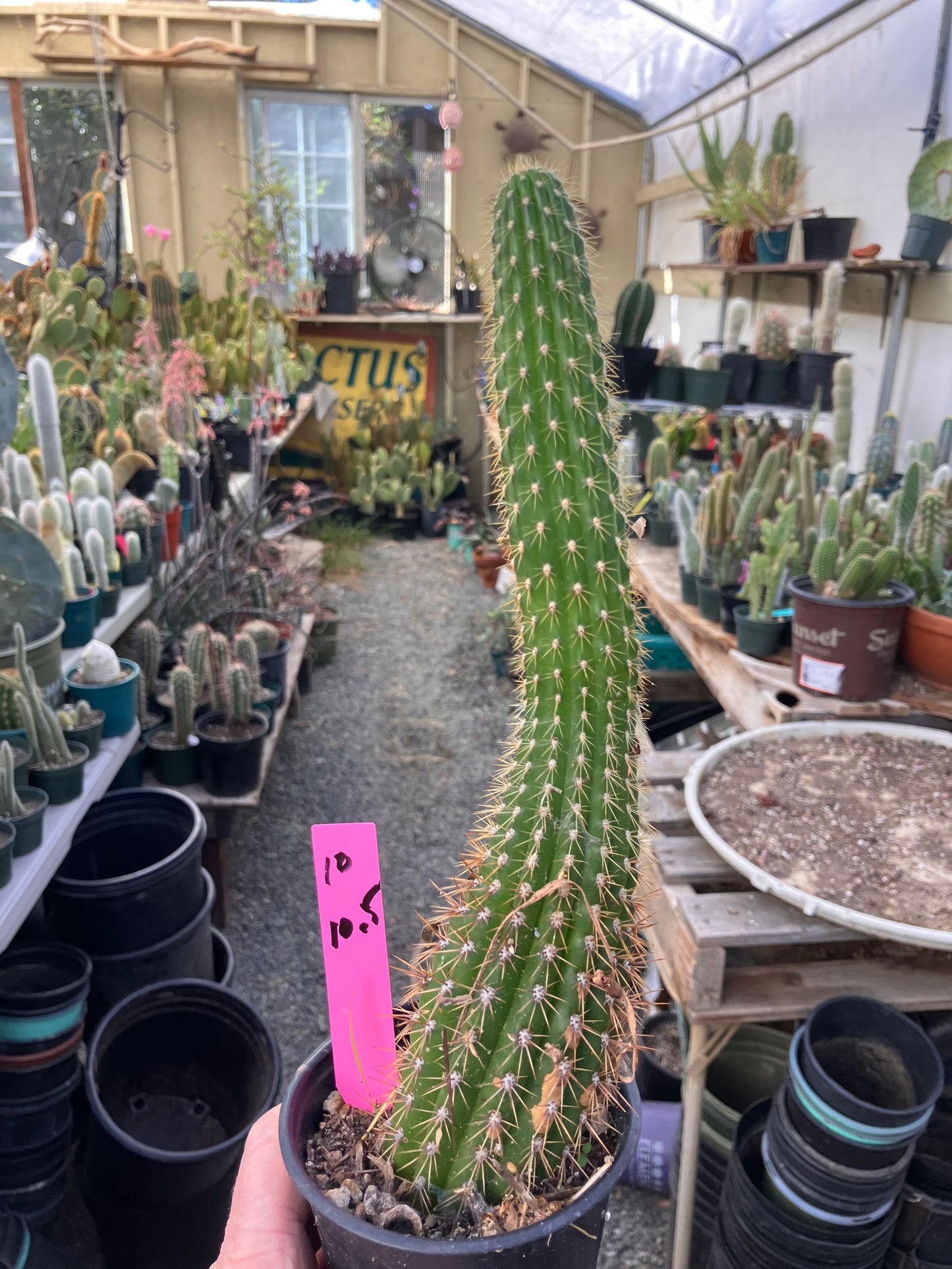 Golden Torch Cactus - Trichocereus spachianus 10.5”Tall #10P